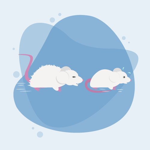 mouse ethogram general activity behaviors