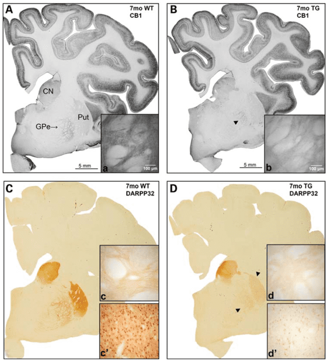 sheep brain 2