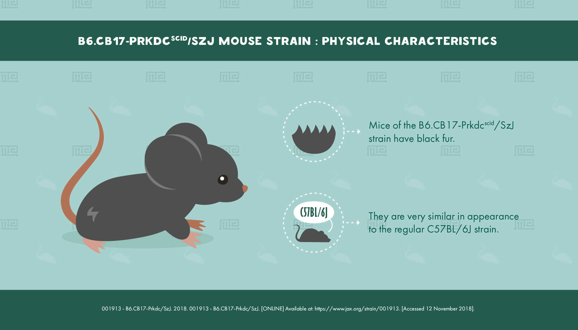 1_B6.CB17-Prkdcscid SzJ Mouse Strain - Physical Characteristics