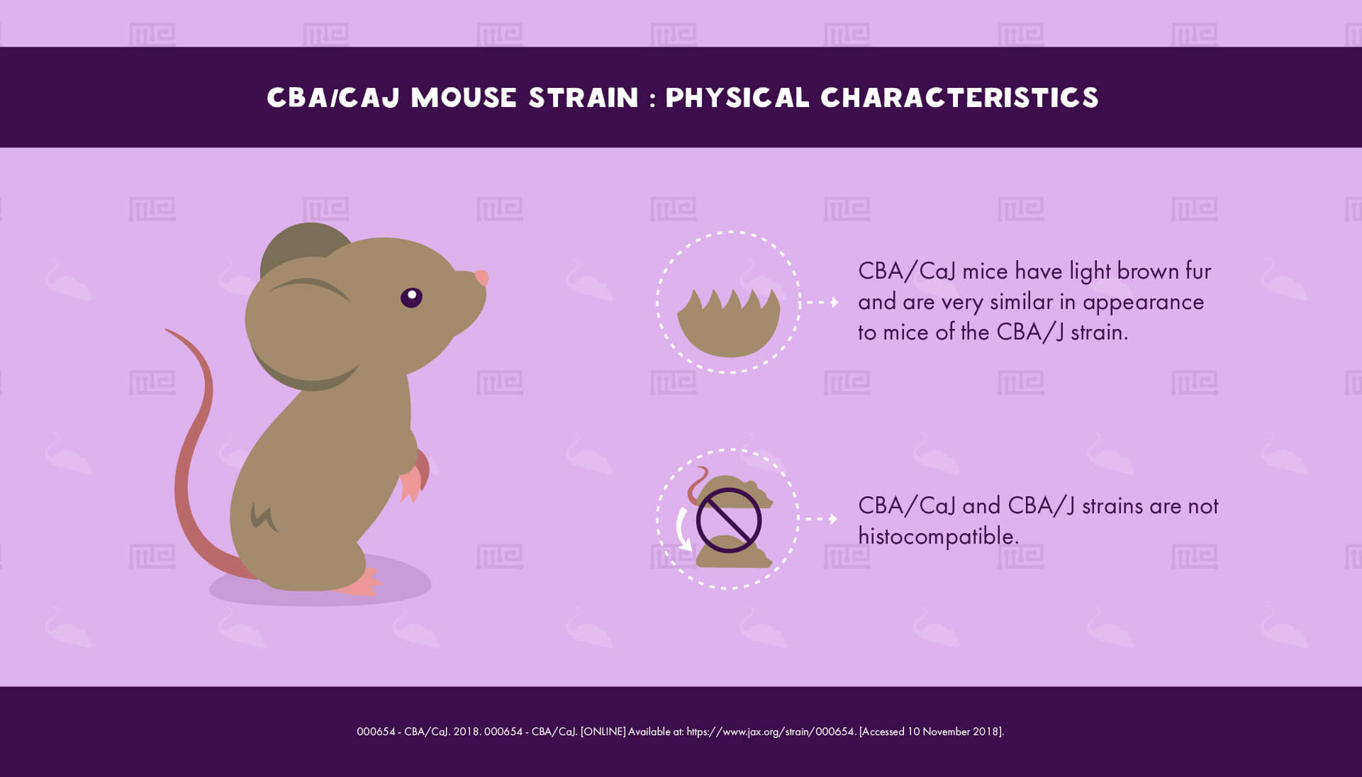 CBA/CaJ Mouse Strain - Physical Characteristics