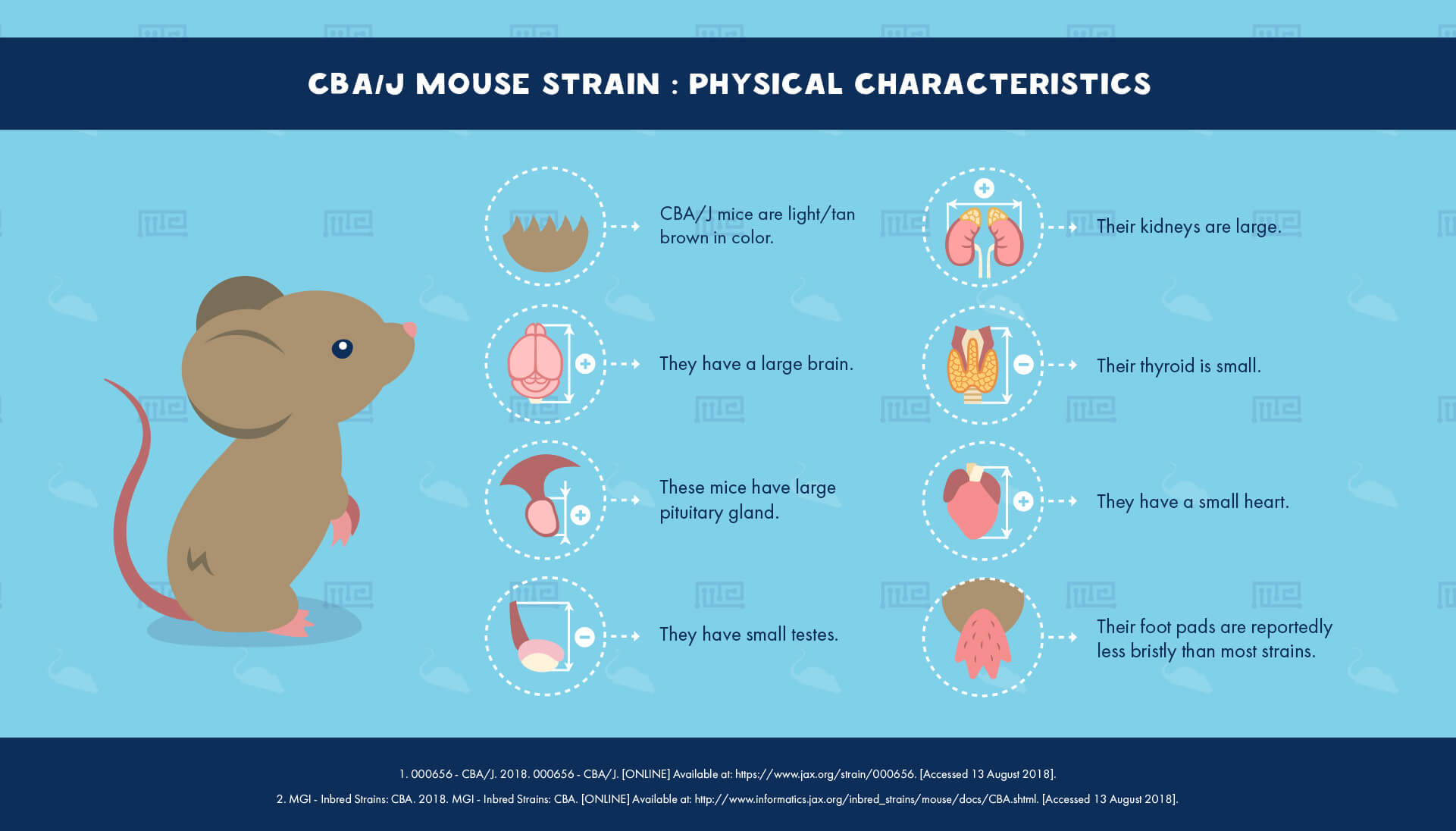 CBAJ Mouse_Strain Physical_Characteristics