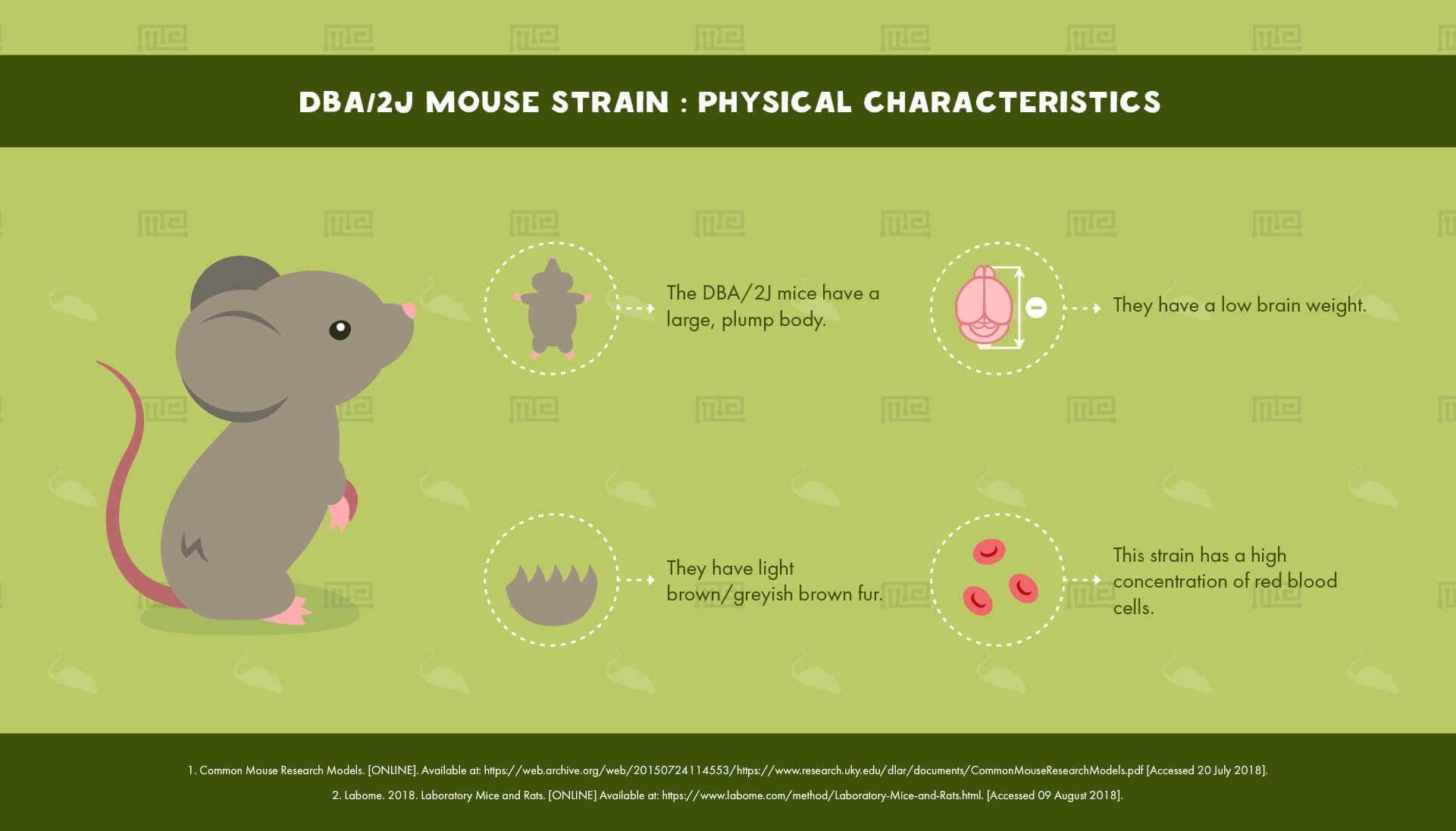 DBA/2J Mouse Strain - Physical Characteristics