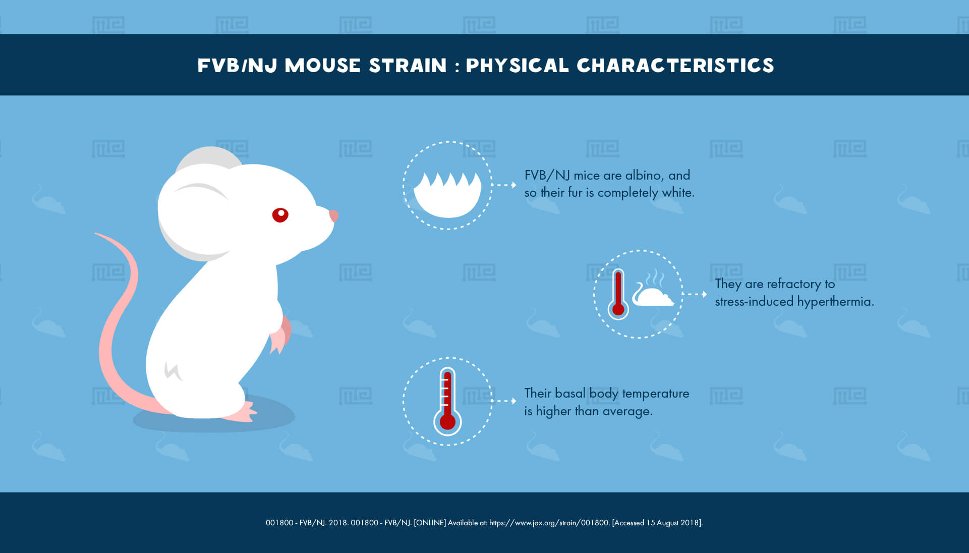 FVB/NJ Mouse Strain - Physical Characteristics