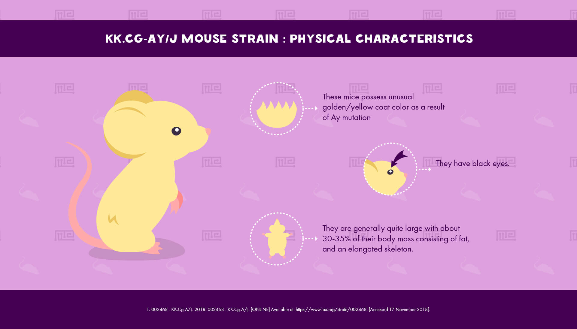 KK.Cg-Ay/J Mouse Strain - Physical Characteristics