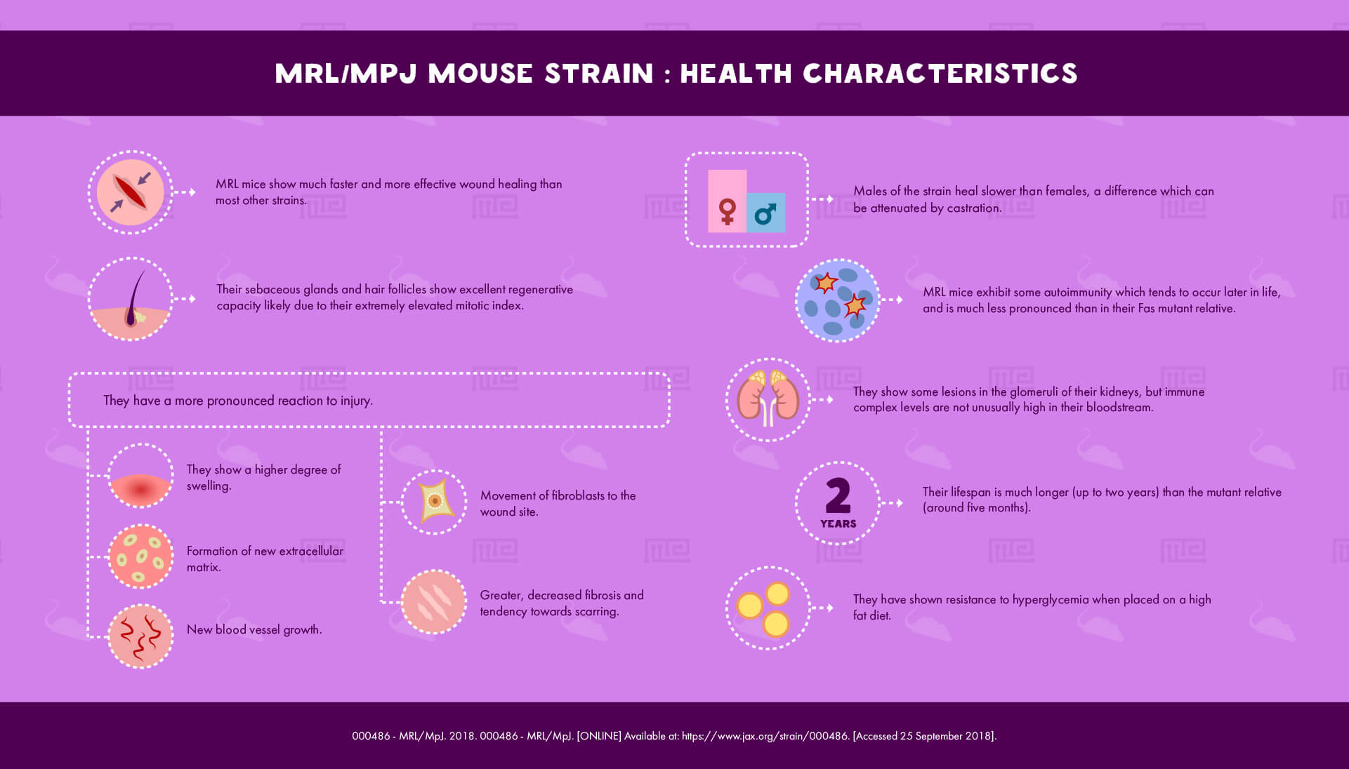 MRL/MpJ Mouse Strain - Health Characteristics