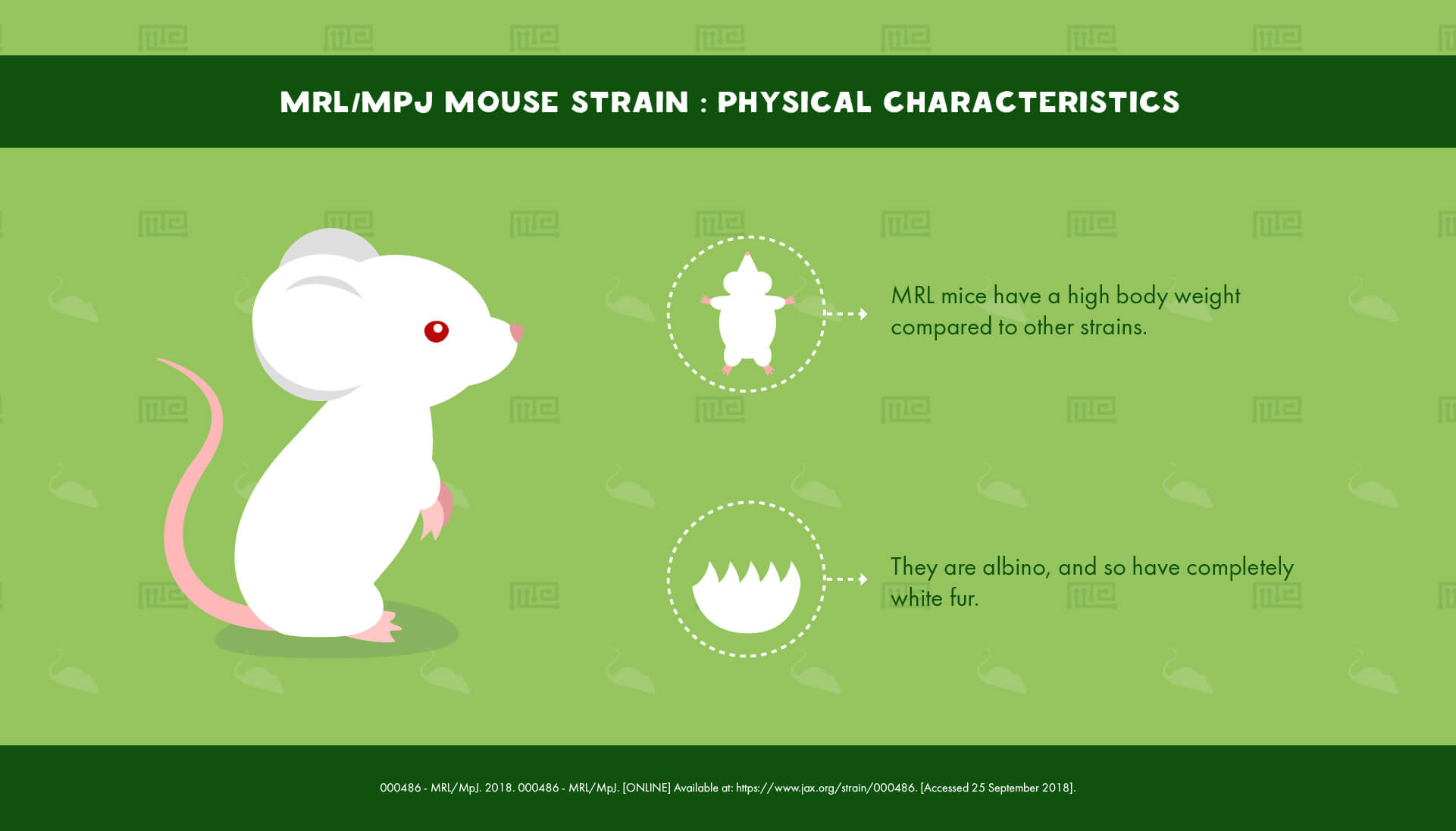 MRLMpJ Mouse Strain Physical Characteristics