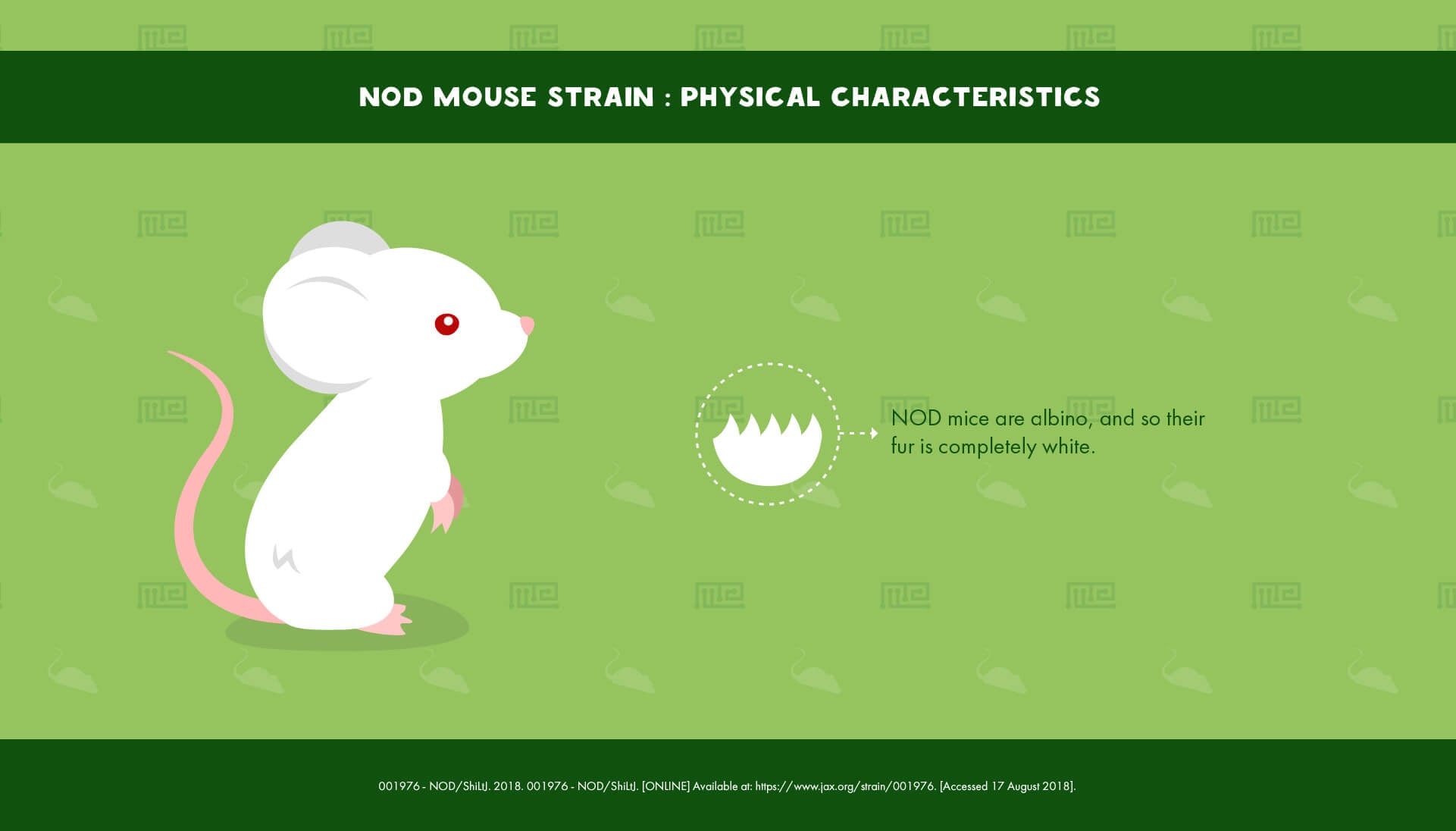 NOD Mouse Strain - Physical Characteristics