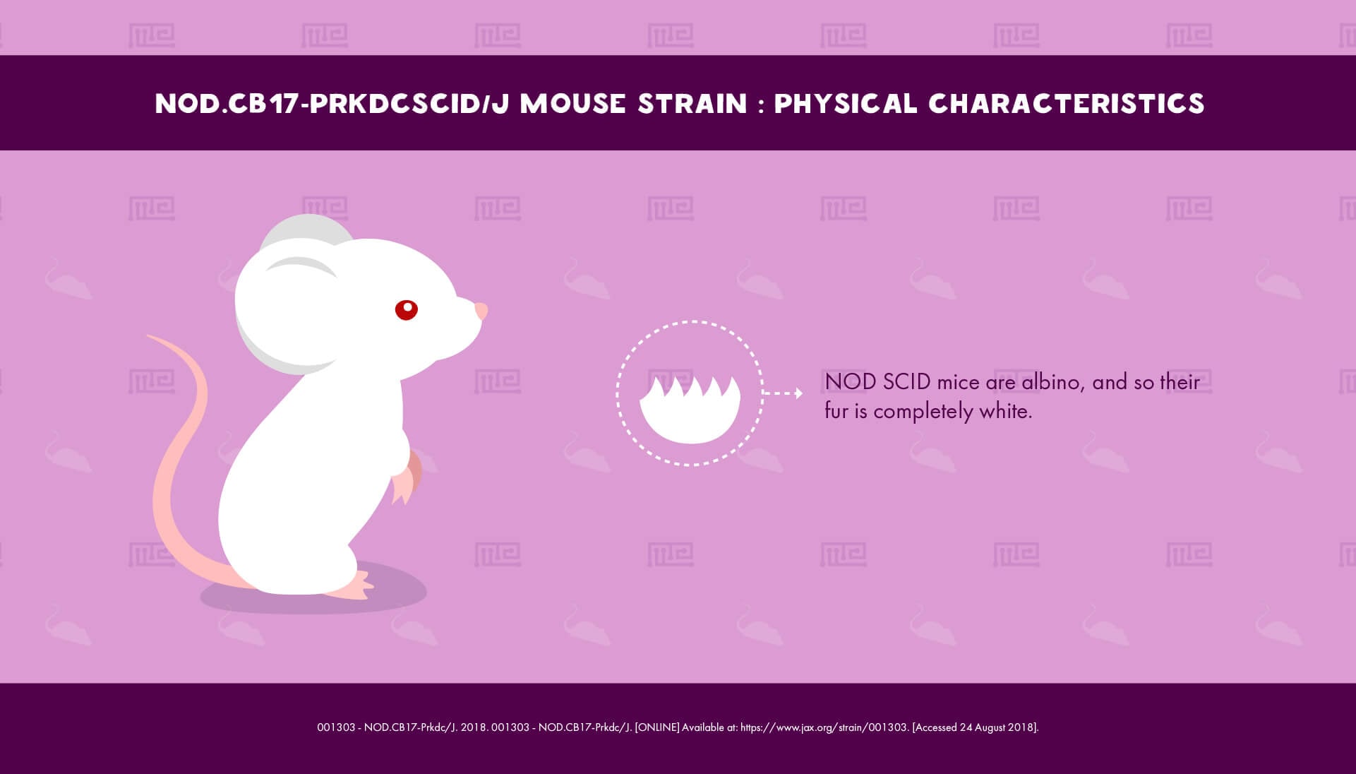 NOD.CB17-Prkdcscid/J Mouse Strain - Physical Characteristics