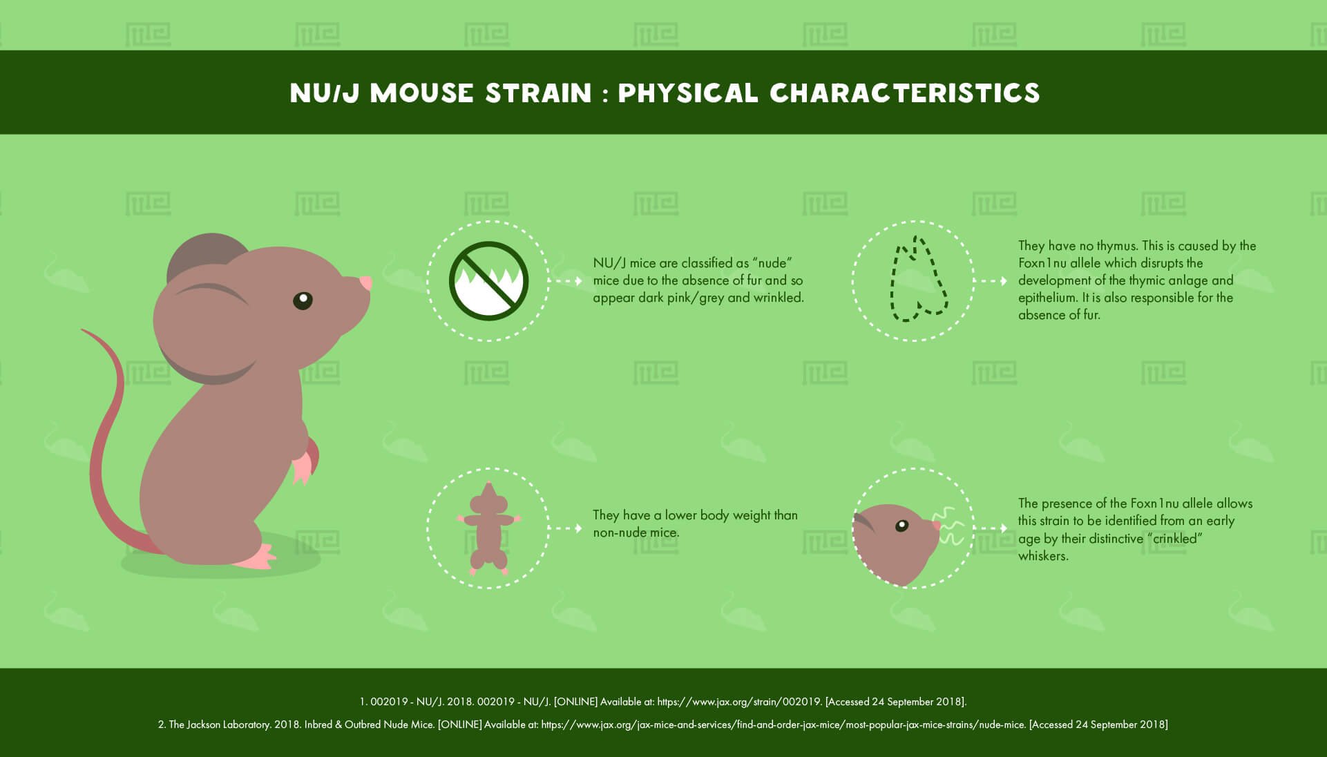 NU J Mouse Strain - Physical Characteristics