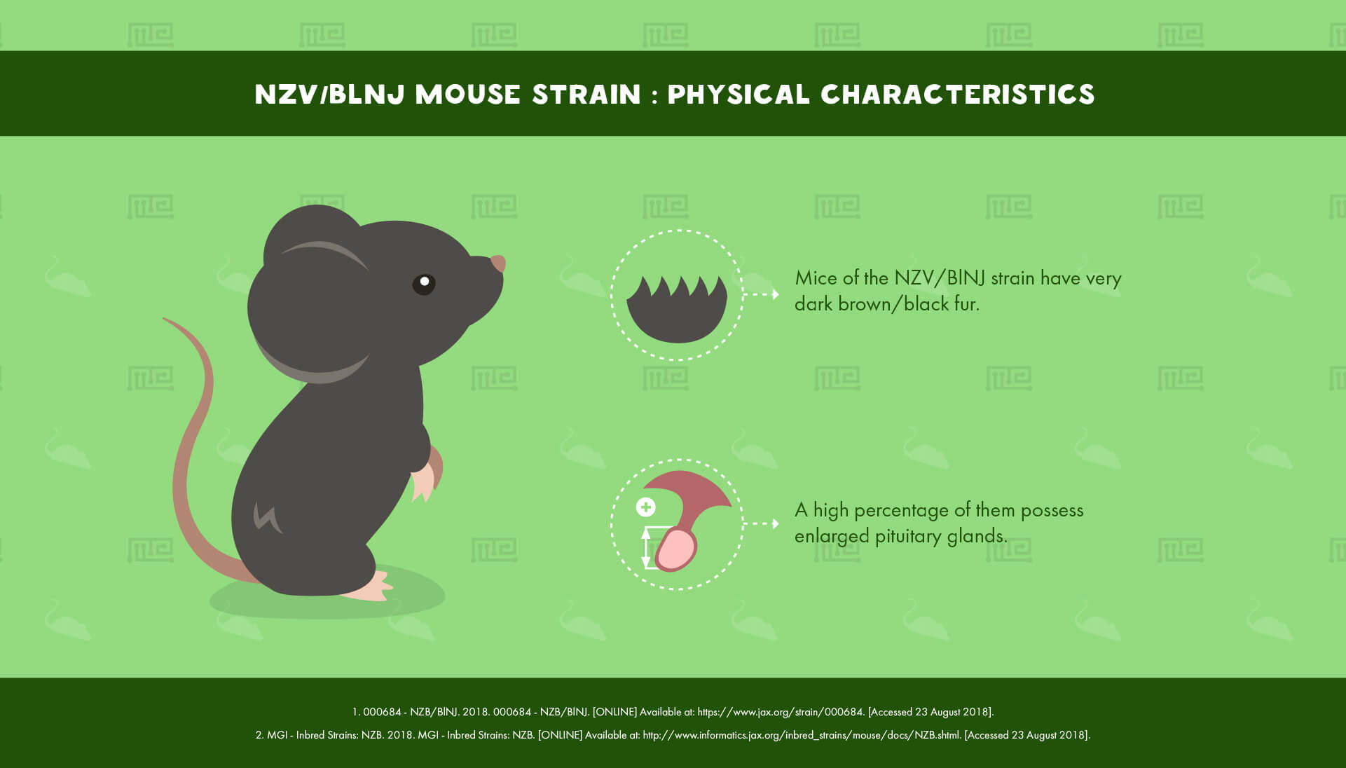 NZV BlNJ Mouse Strain - Physical Characteristics
