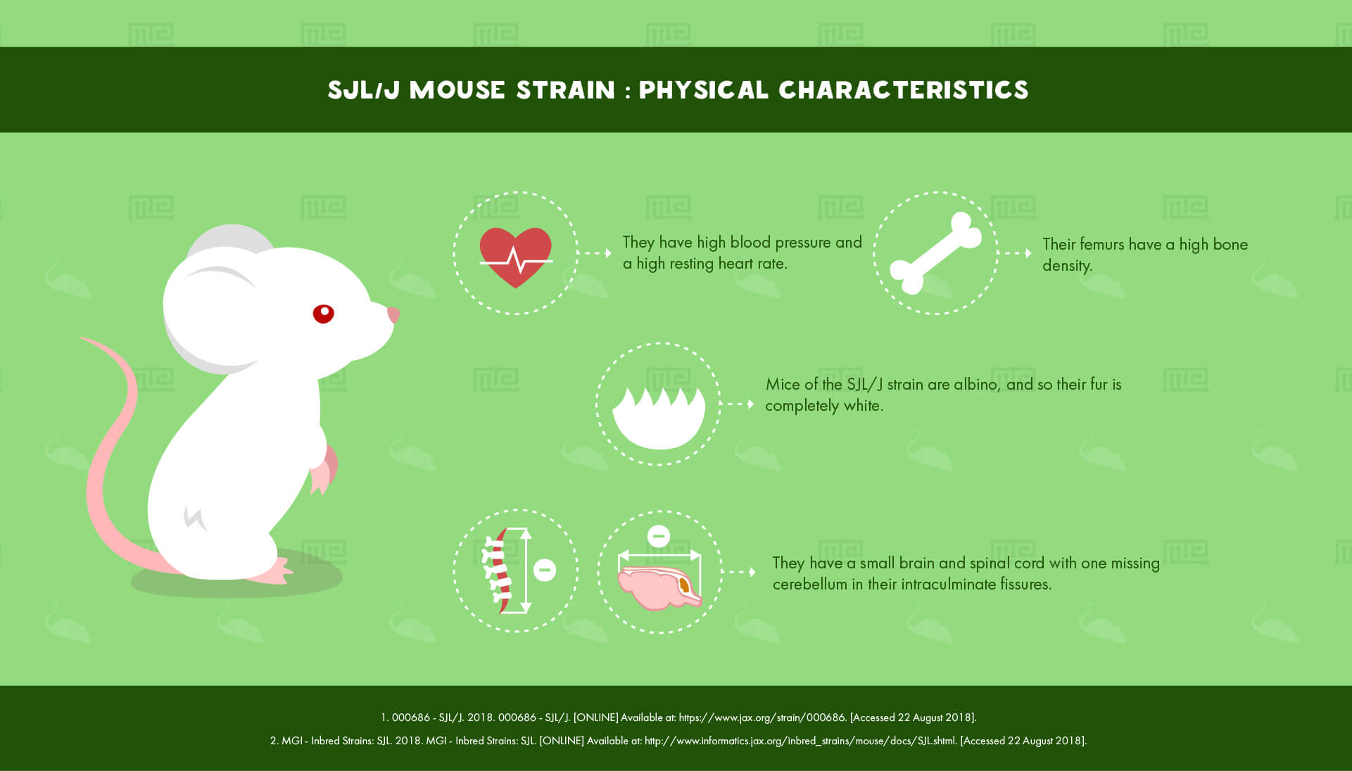 SJL J Mouse Strain - Physical Characteristics