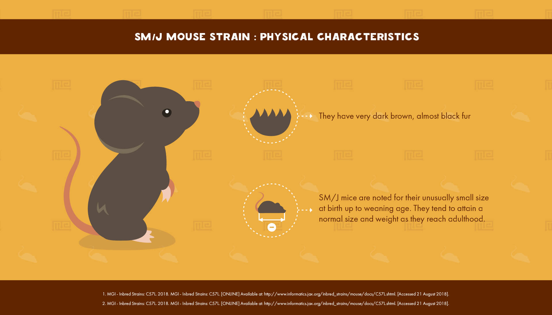 SM J Mouse Strain - Physical Characteristics
