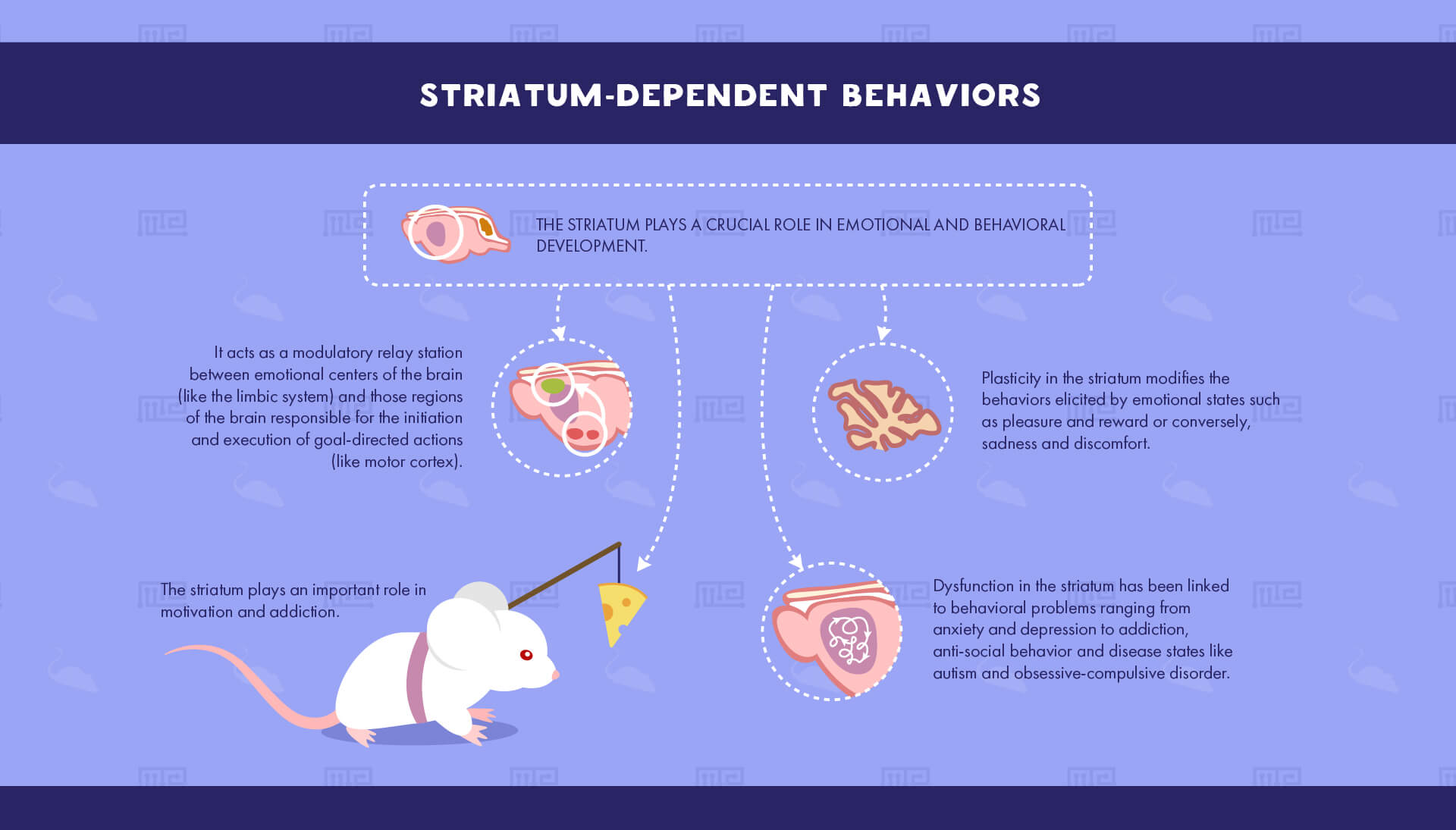 striatum dependent behavior