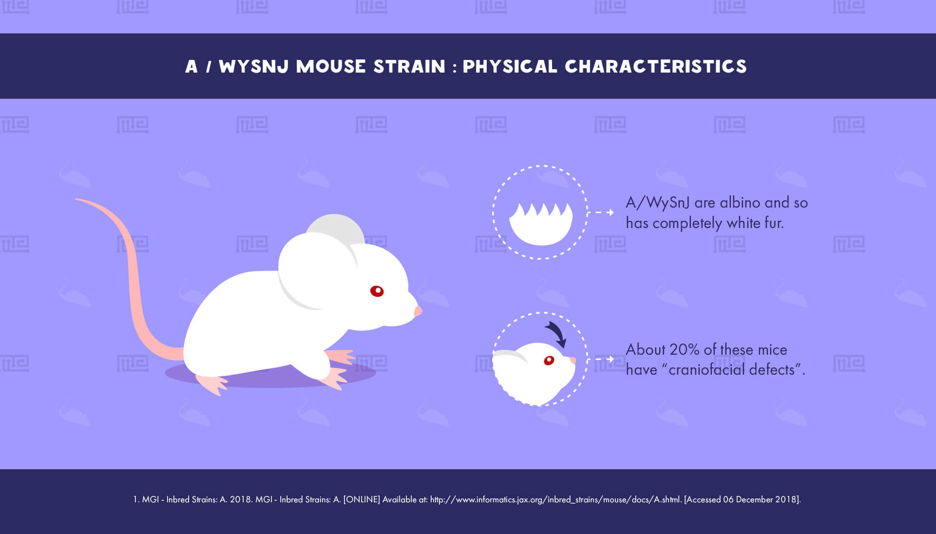 1_A WySnJ Mouse Strain - Physical Characteristics