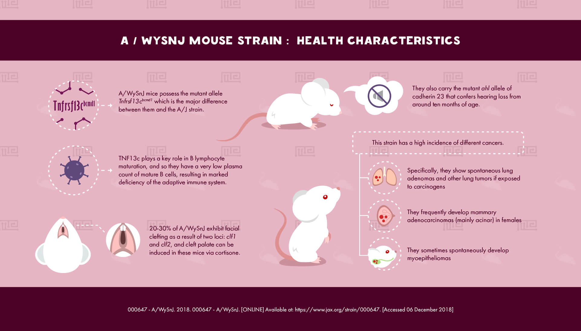 1_A WySnJ Mouse Strain - health Characteristics