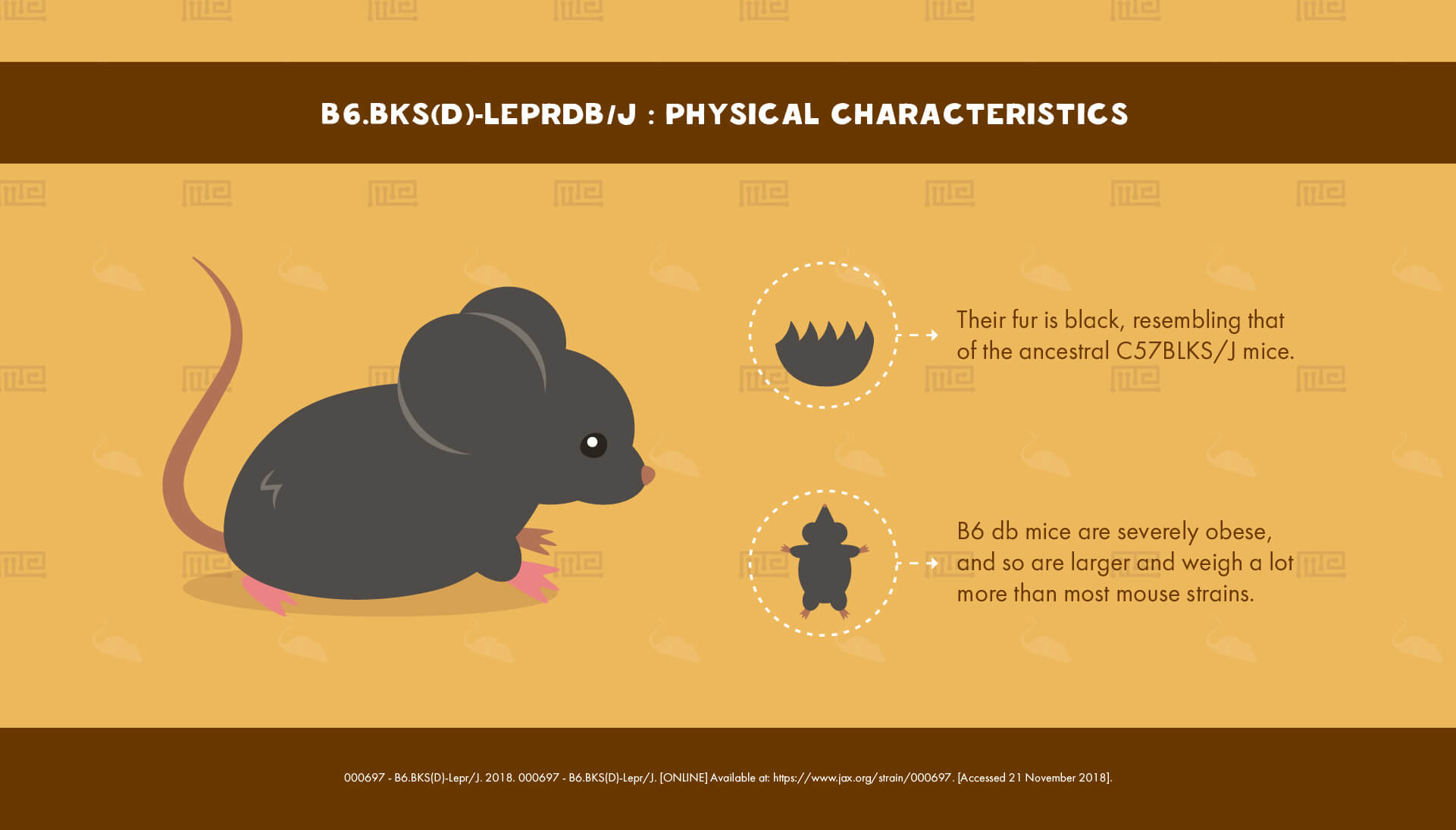 1_B6.BKS(D)-Leprdb J - Physical Characteristics