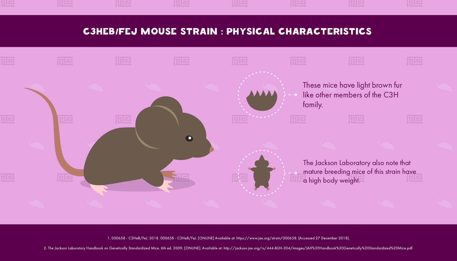 C3HeBFeJ Mouse Strain - physical Characteristics