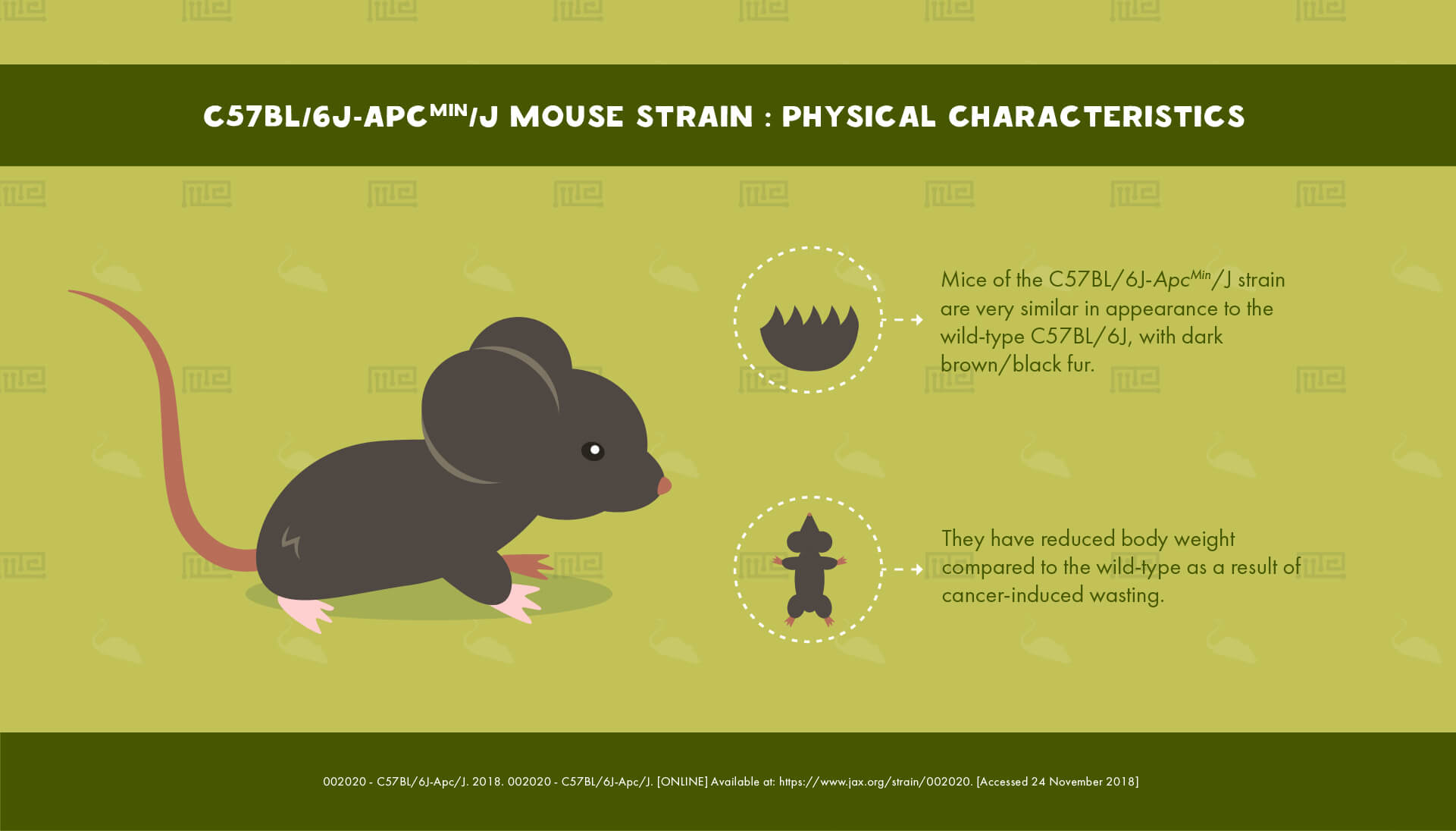 C57BL/6JApcMin/J Mouse Strain - Physical Characteristics