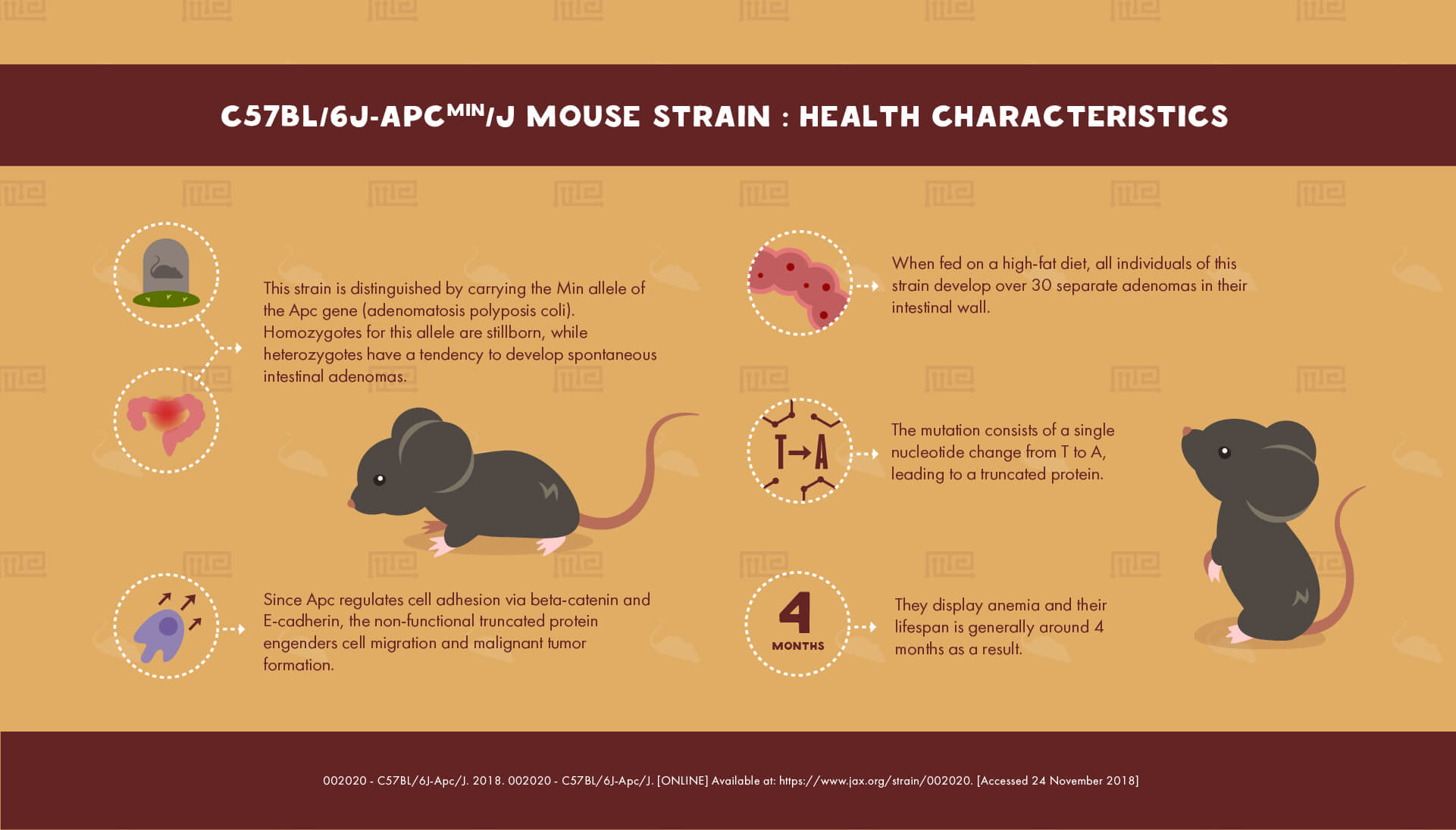 C57BL/6JApcMin/J Mouse Strain - health Characteristics