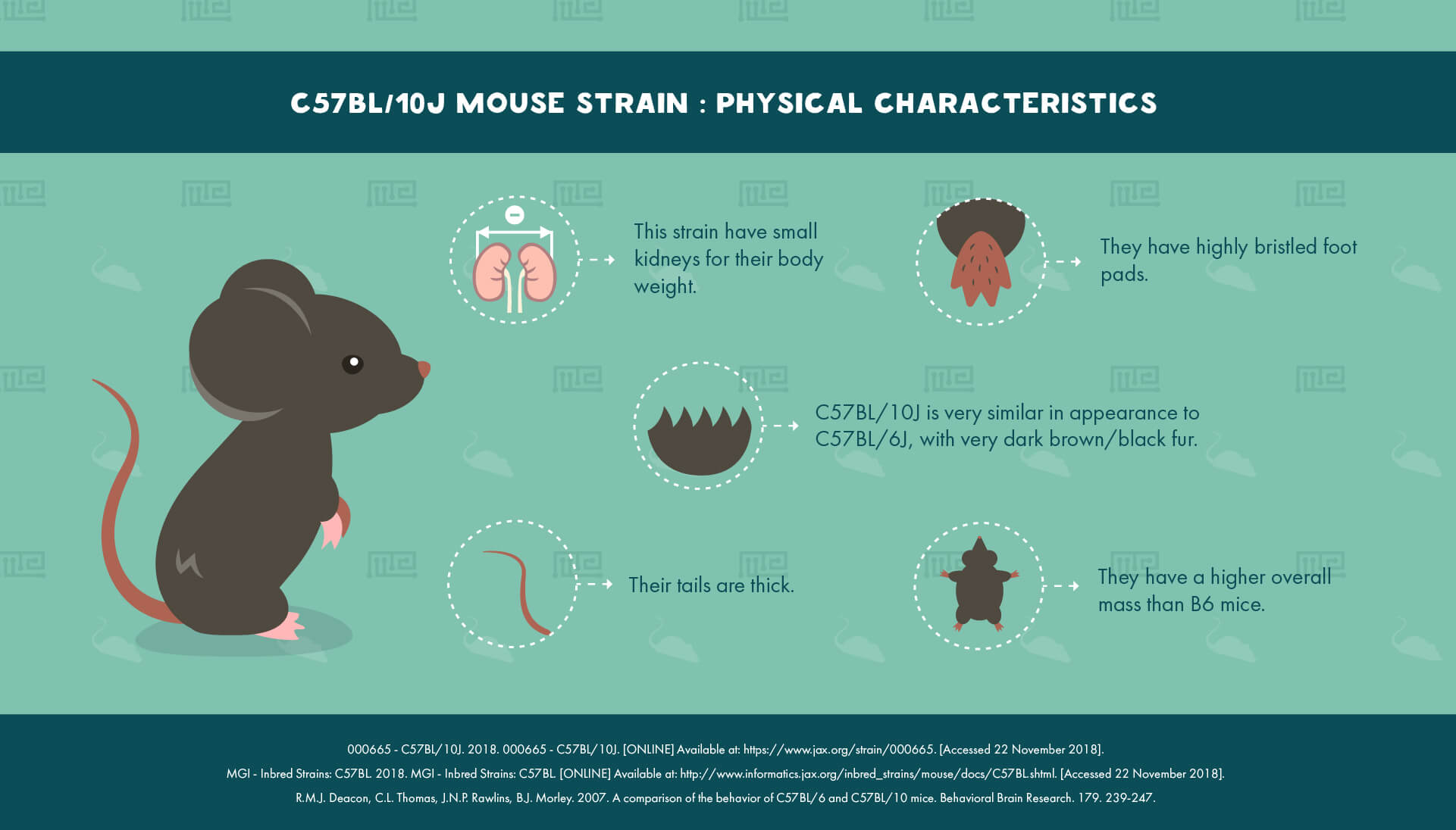 C57BL10J Mouse Strain - Physical Characteristics