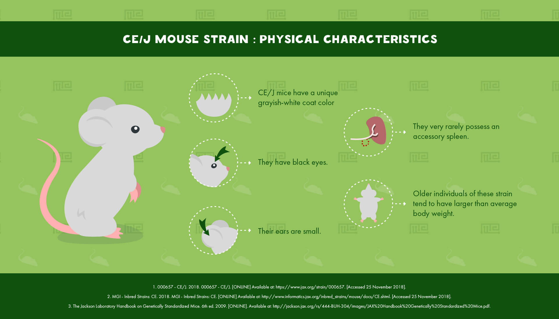 CE/J Mouse Strain - Physical Characteristics