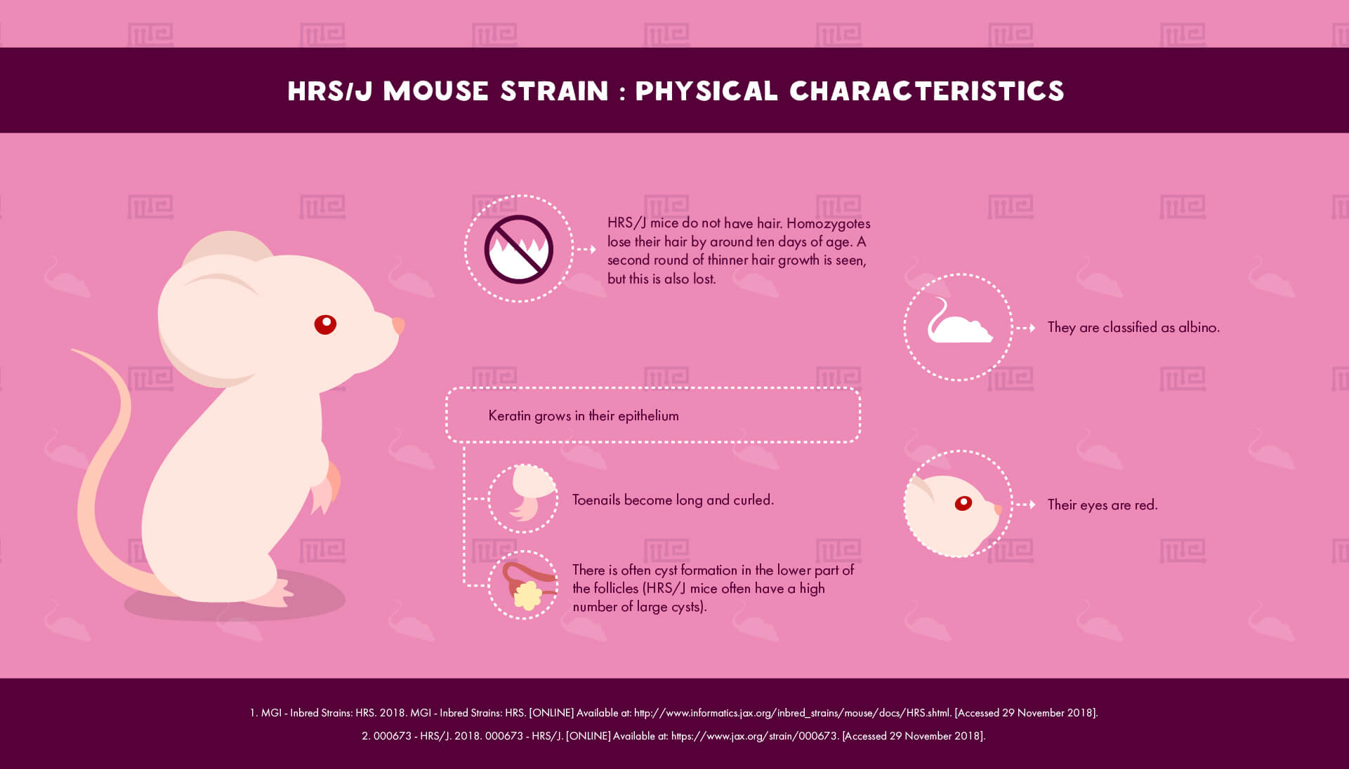 HRS/J Mouse Strain - Physical Characteristics