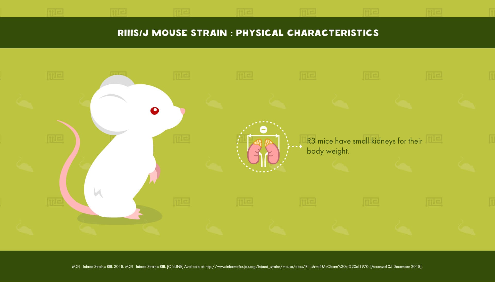RIIIS J Mouse Strain - Physical Characteristics