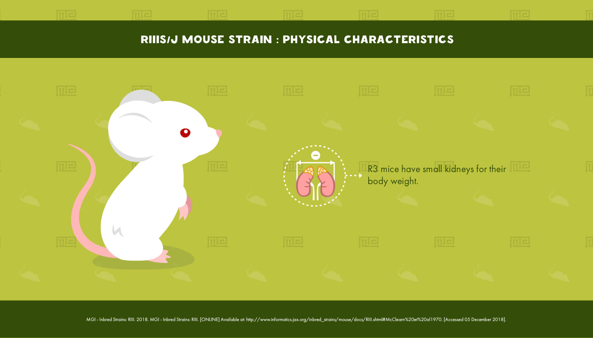 RIIIS J Mouse Strain - Physical Characteristics