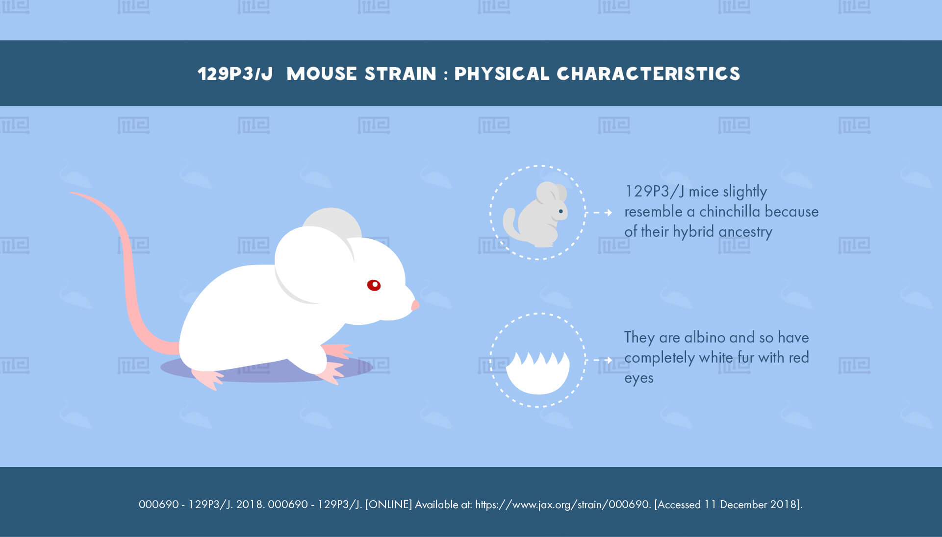 1_129P3 J Mouse Strain - Physical Characteristics