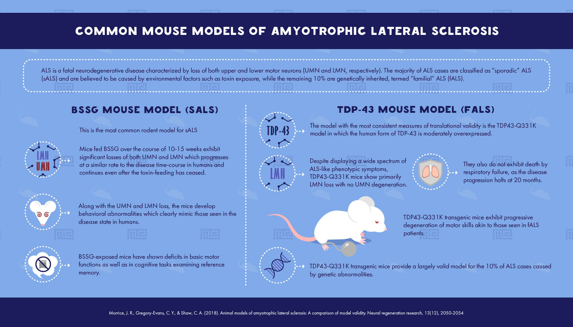 Common mouse models of Amyotrophic Lateral Sclerosis