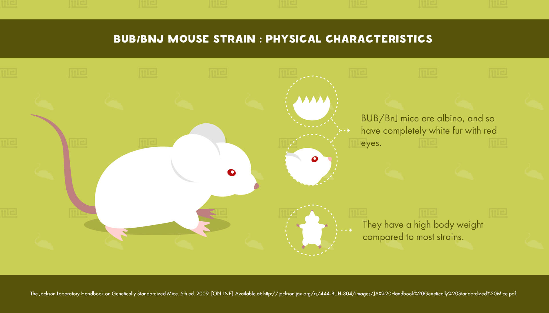 BUB/BnJ Mouse Strain - Physical Characteristics