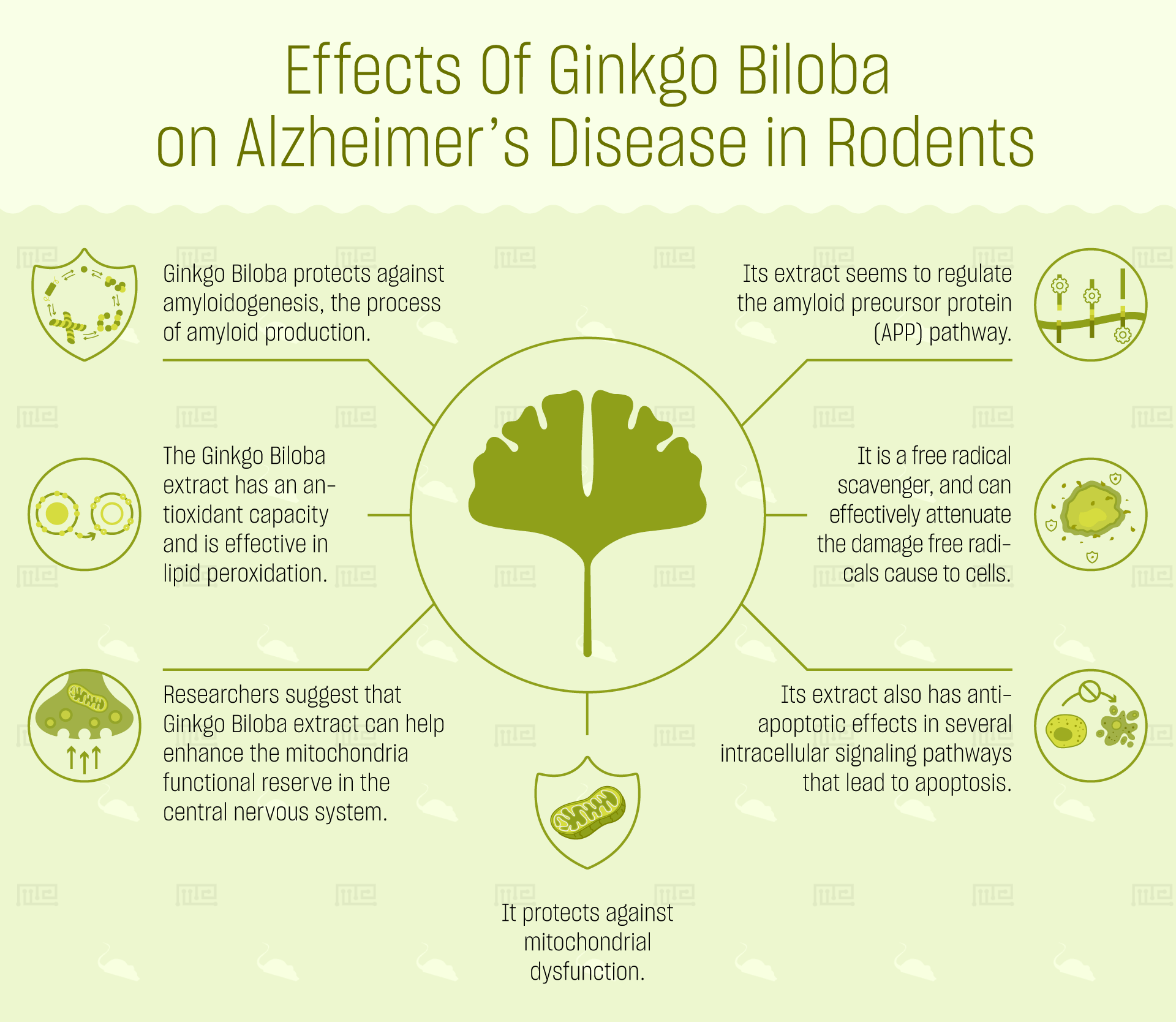 effects of ginkgo biloba on behavior