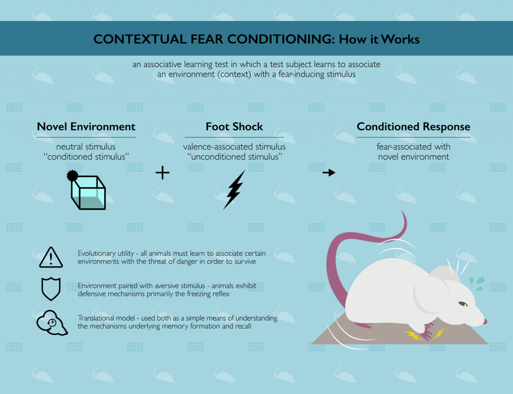 contextual-fear-conditioning-maze-engineers