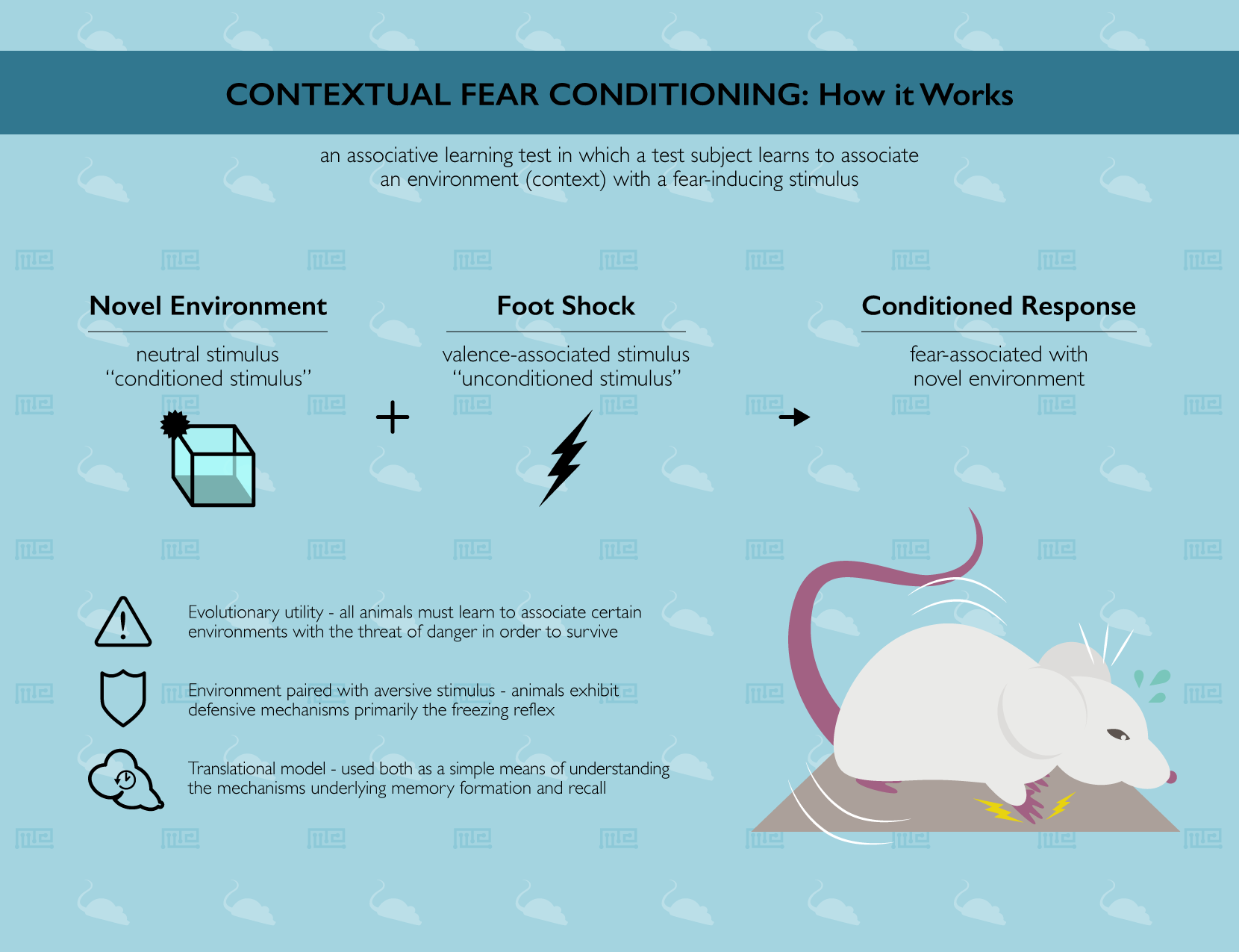 Maze Engineers Contextual Fear Conditioning