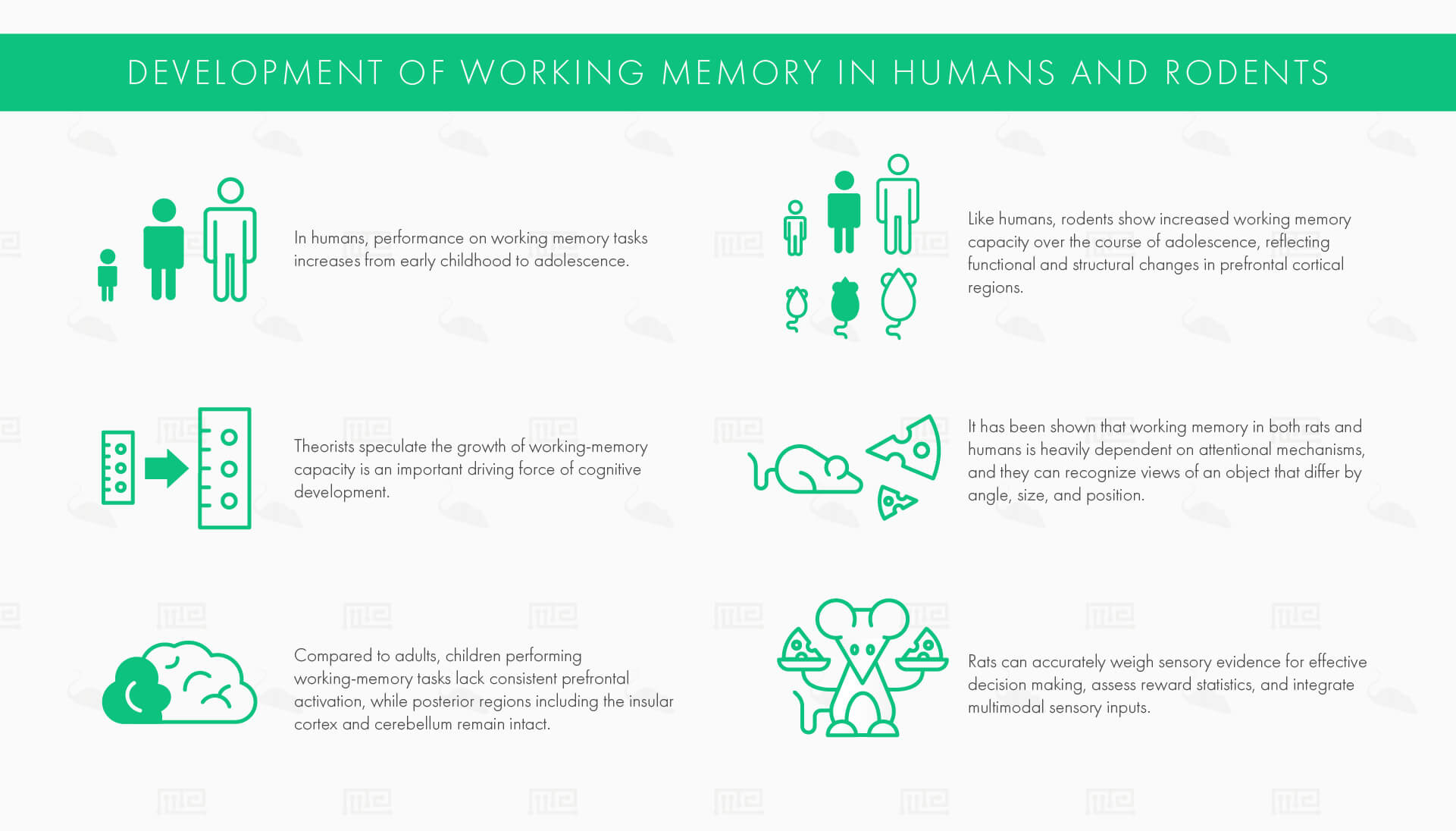Development of Working Memory in Humans and Rodents