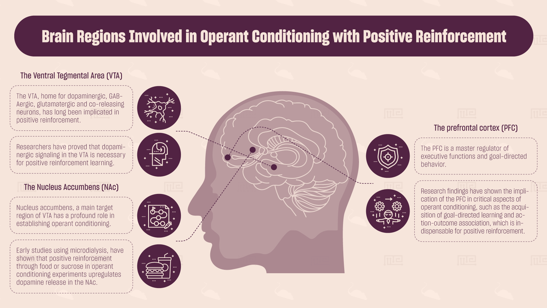 brain regions involved in operant conditioning with positive reinforcement