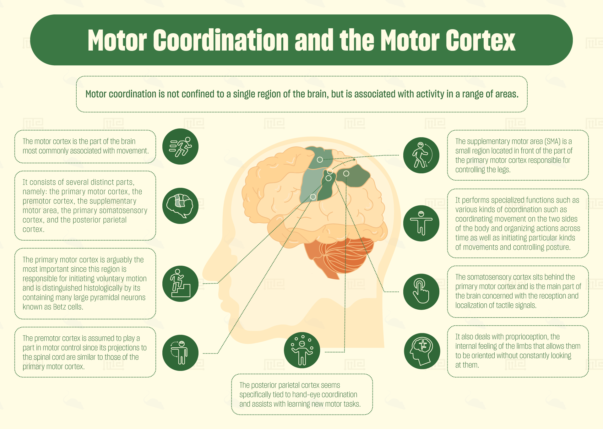 motor coordination and the motor cortex
