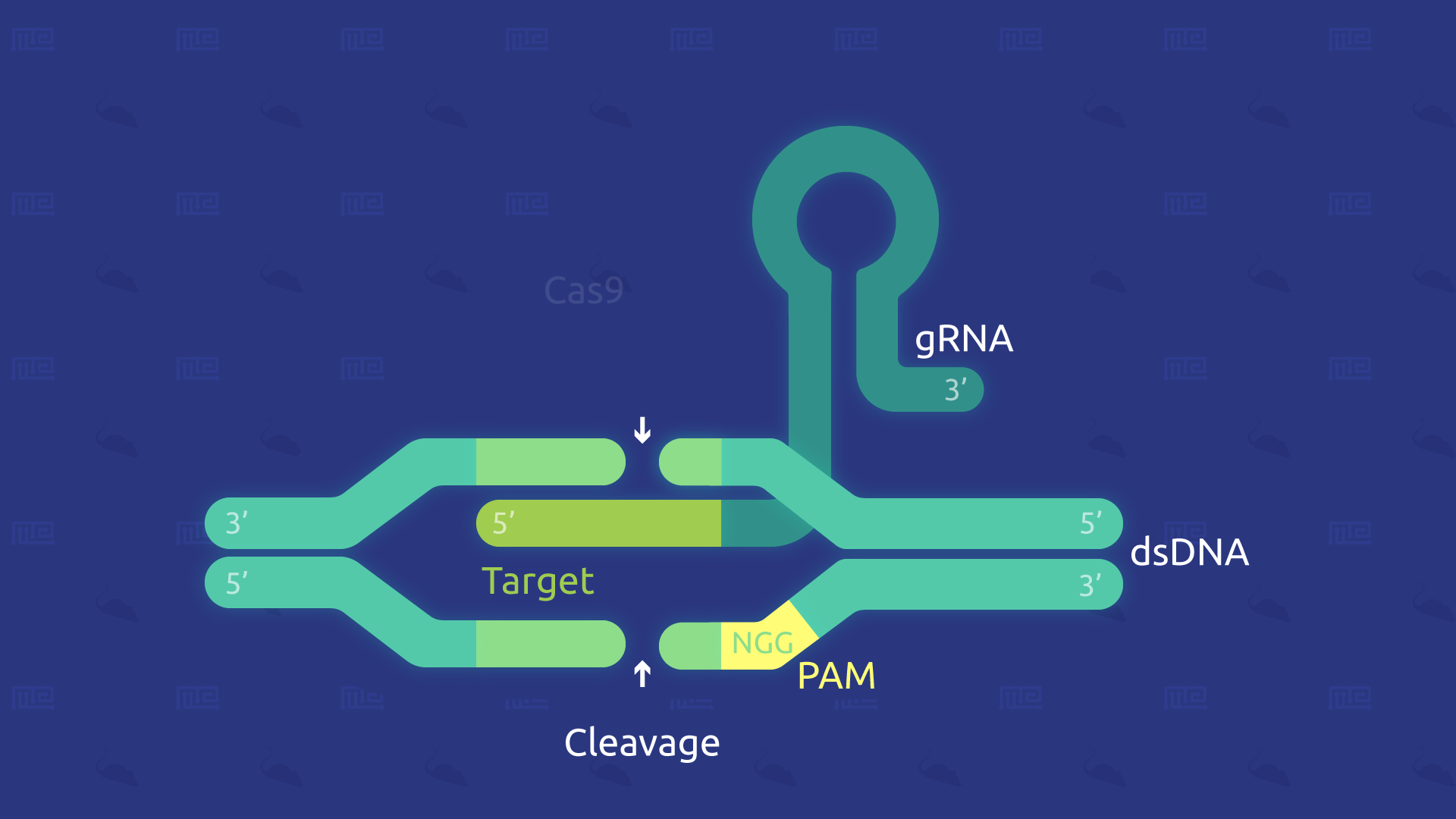 crispr gene editing