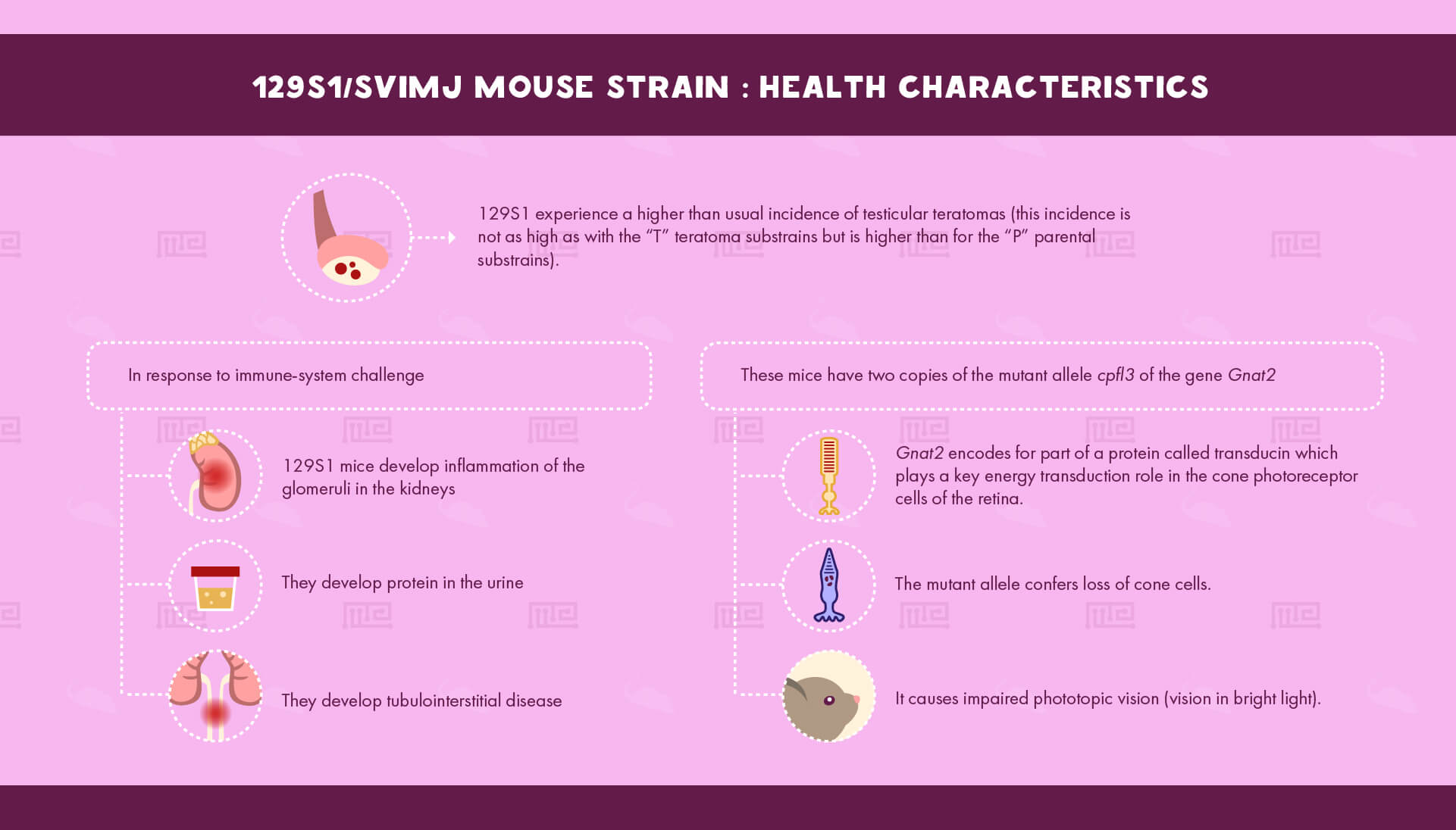 1_129S1 SvImJ Mouse Strain - Health Characteristics