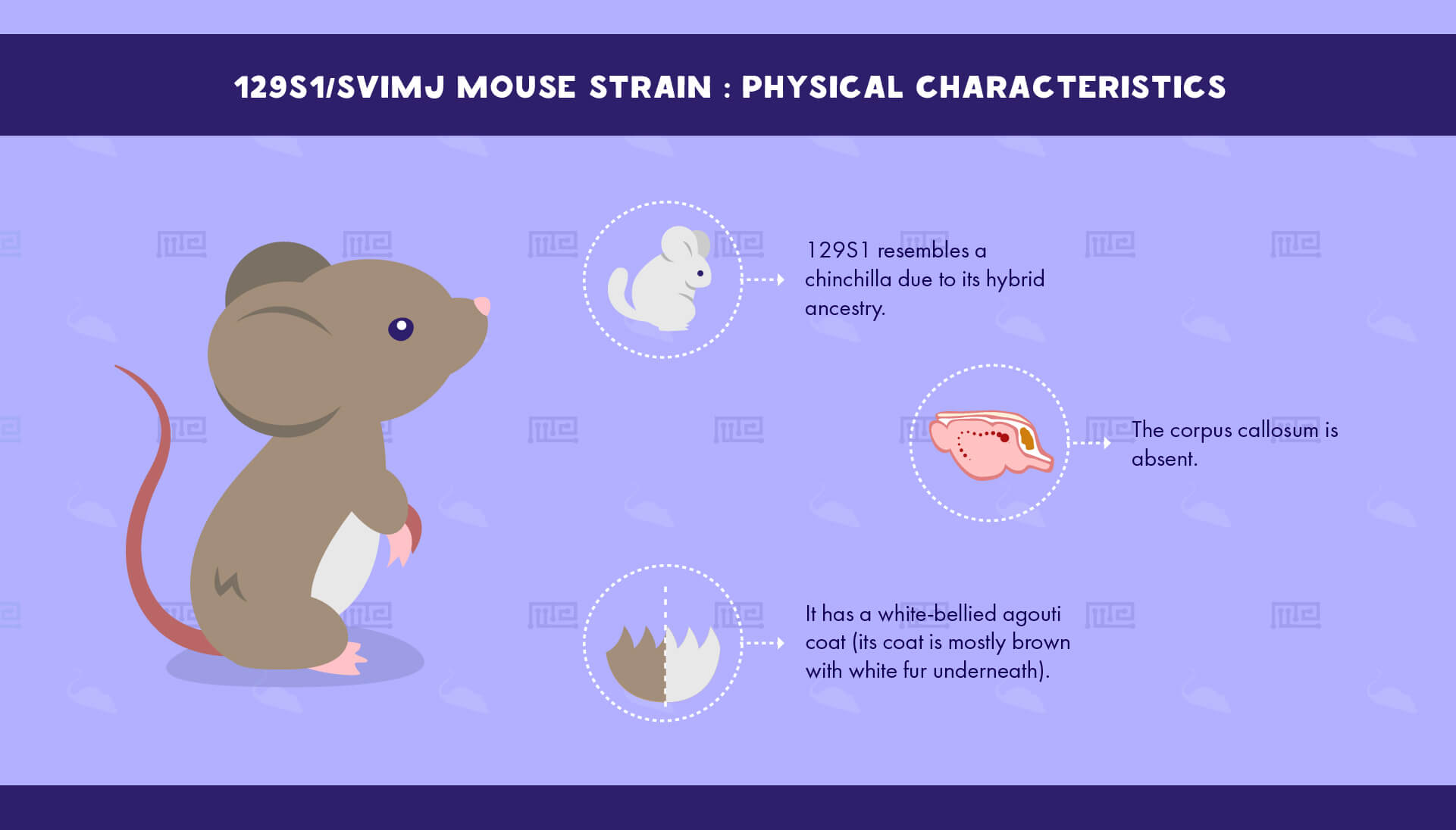 1_129S1 SvImJ Mouse Strain - Physical Characteristics