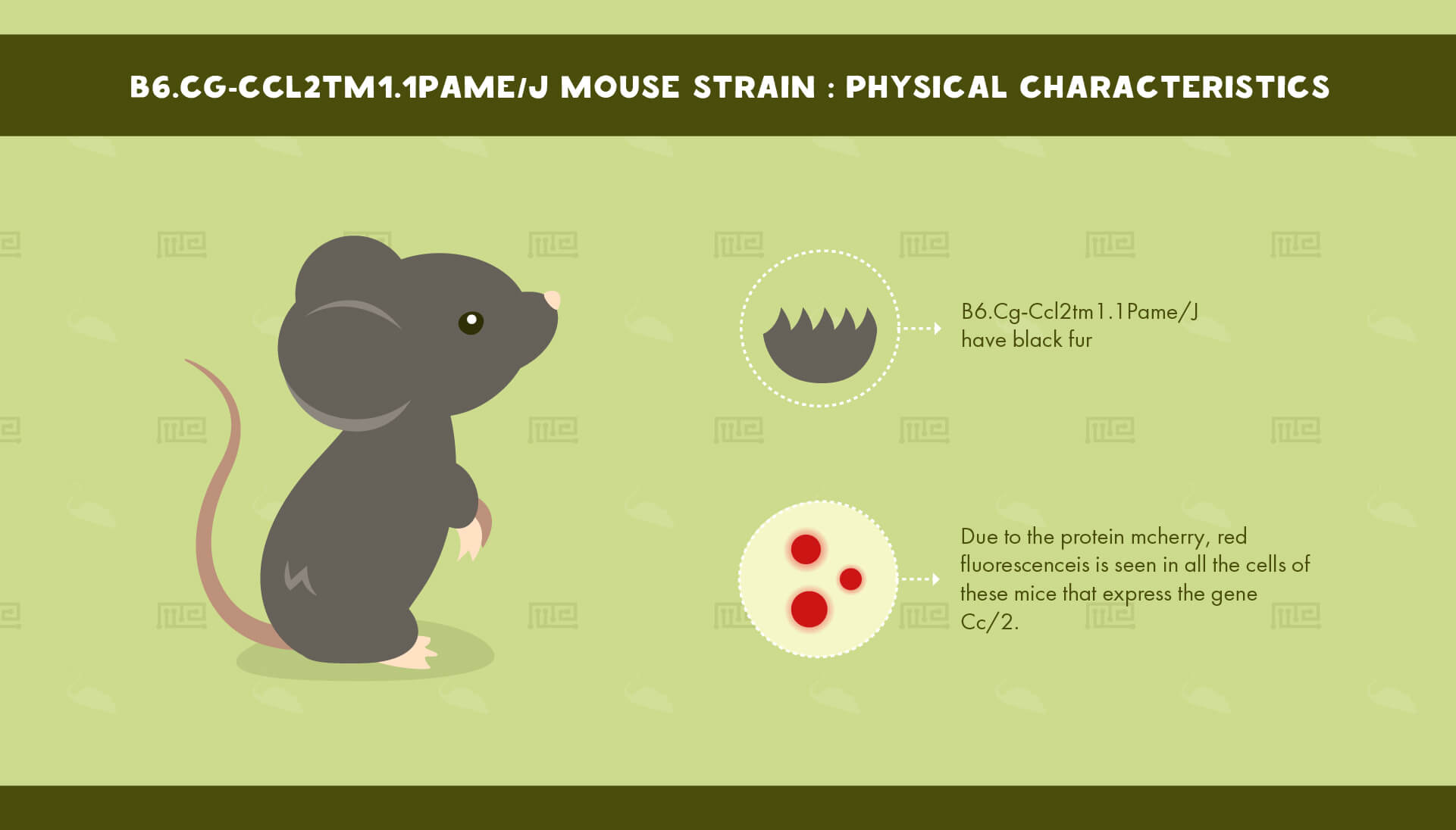 1_B6.Cg-Ccl2tm1.1Pame J Mouse Strain - Physical Characteristics
