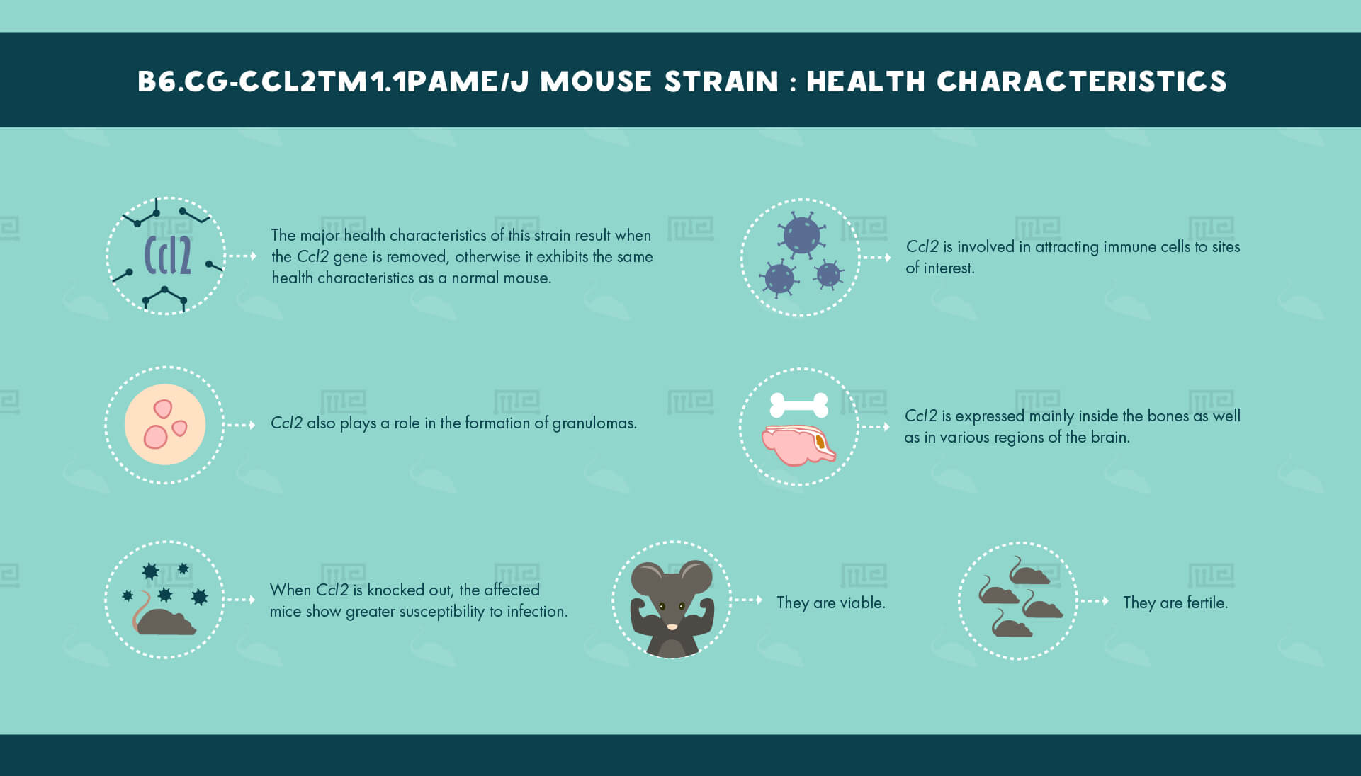 1_B6.Cg-Ccl2tm1.1Pame J Mouse Strain - health Characteristics