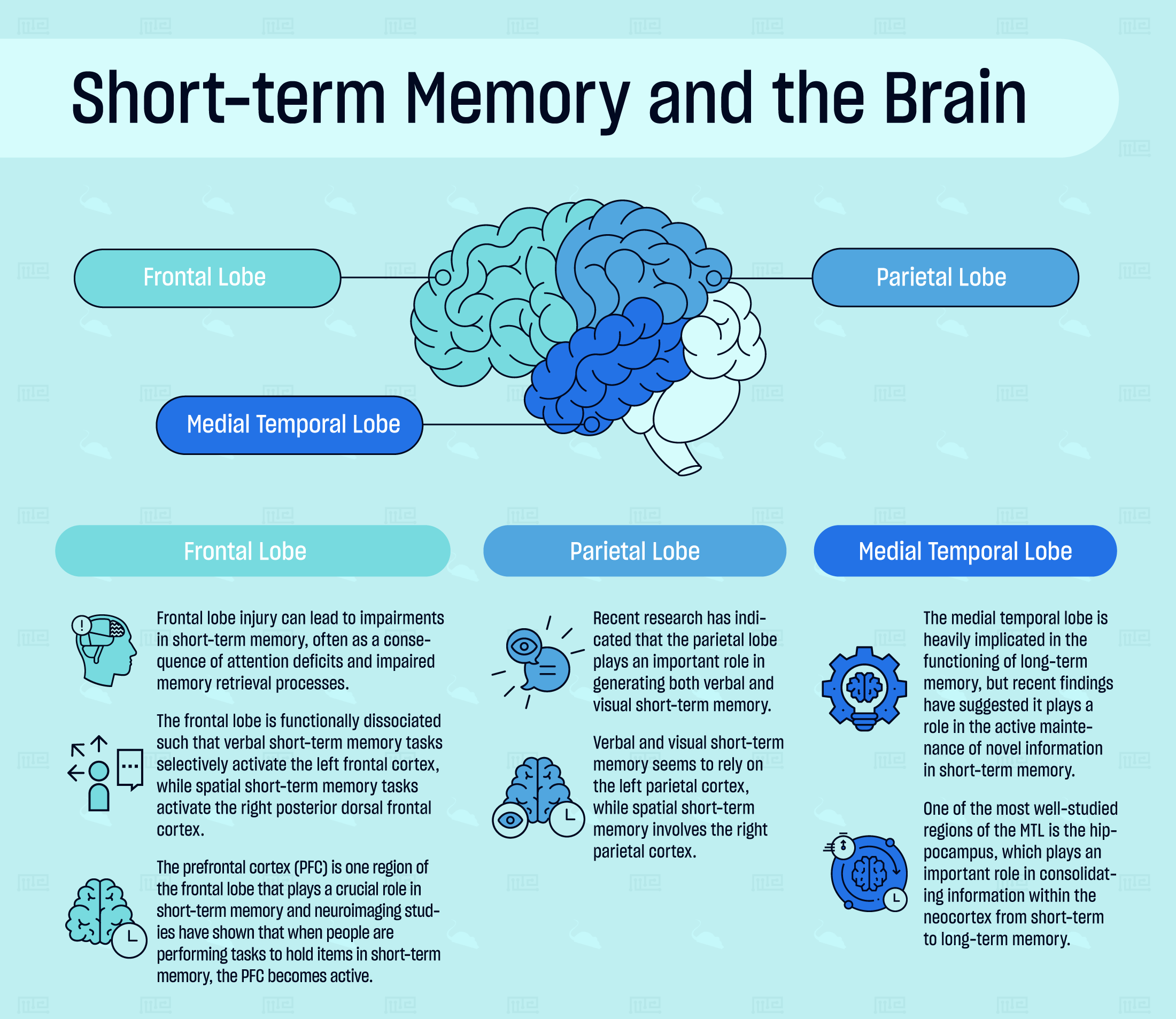 Brain structures involved in short term memory