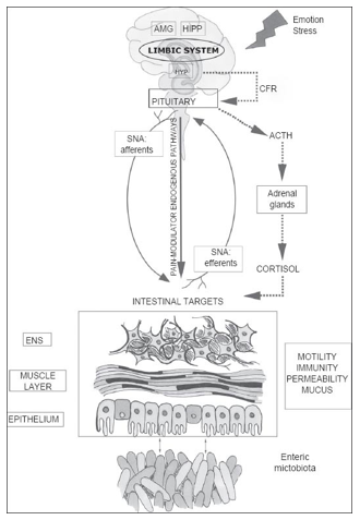 Limbic system