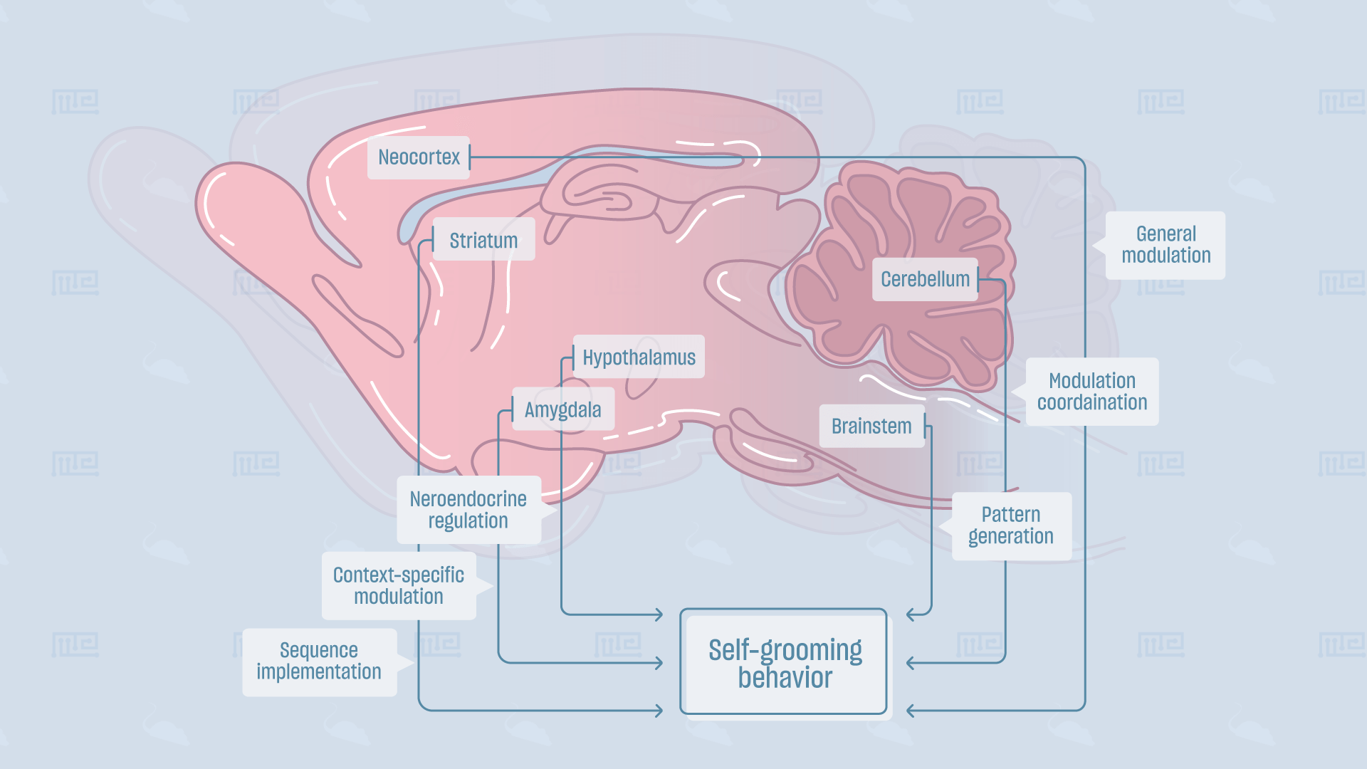 Self-Grooming-Behavior brain correlates