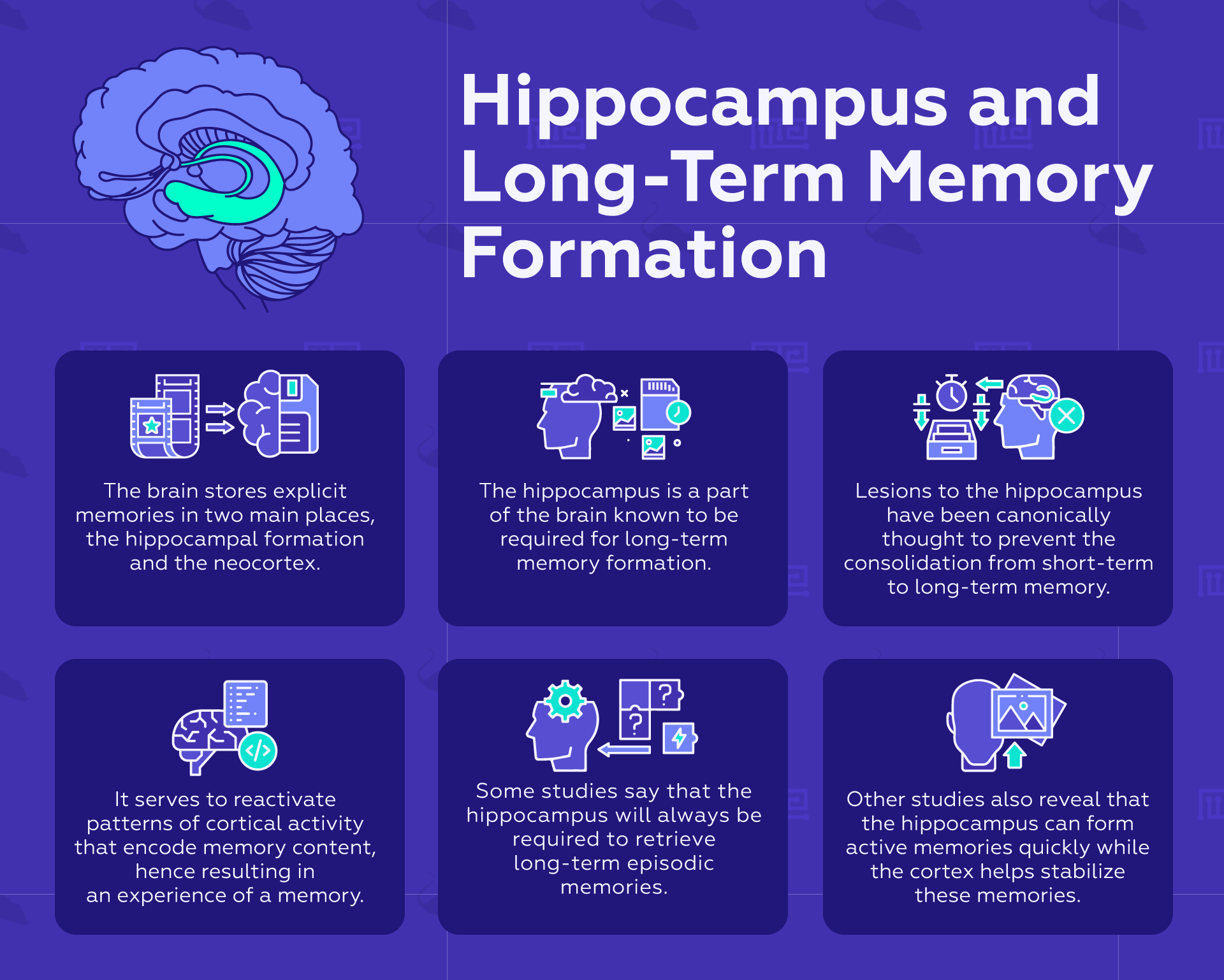Hippocampus and Long-Term Memory Formation