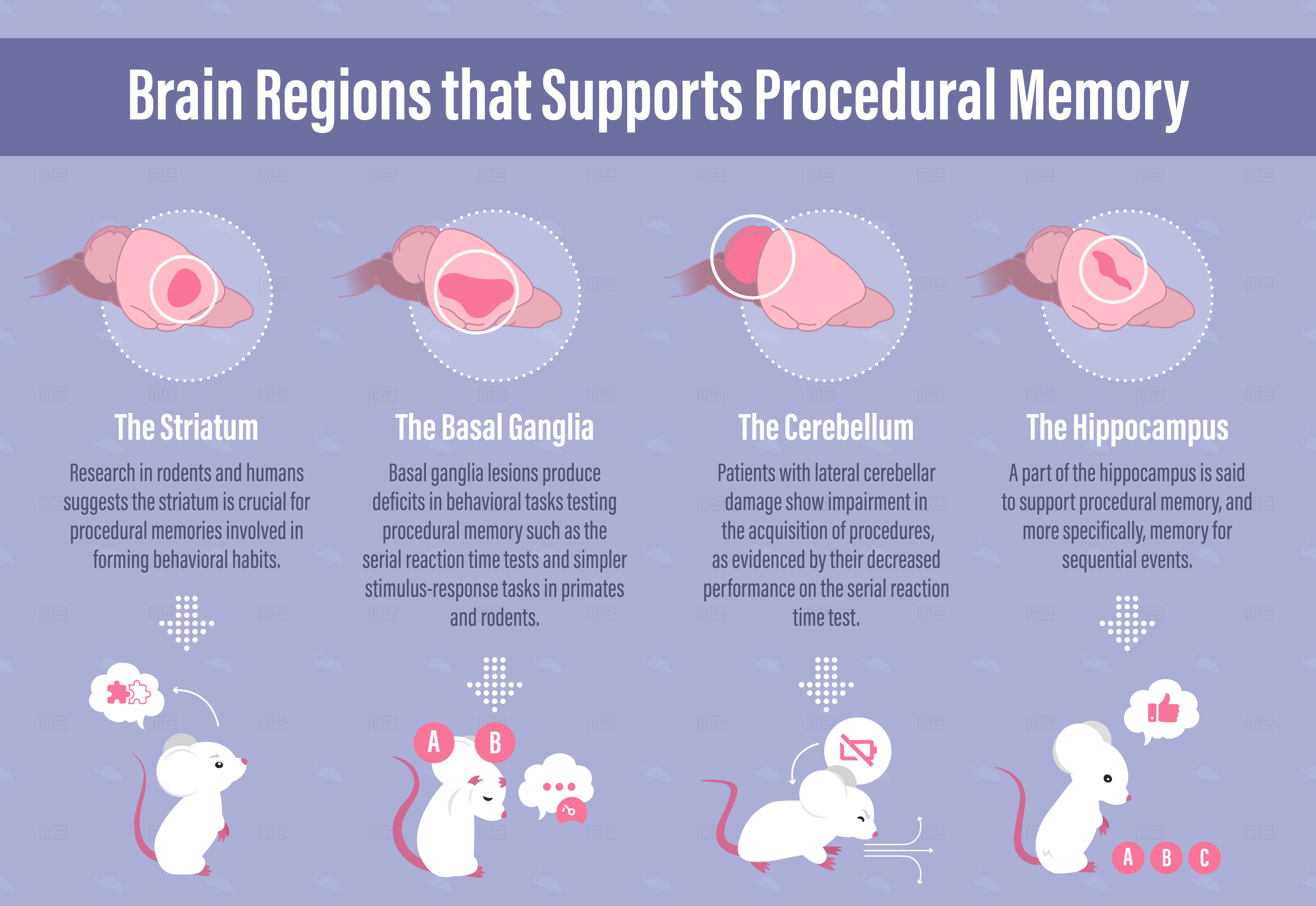 Brain regions that supports procedural memory