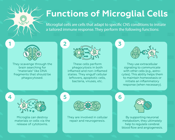 Functions of microglial cells