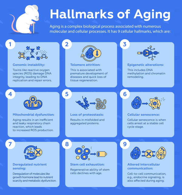 9 cellular hallmarks of aging