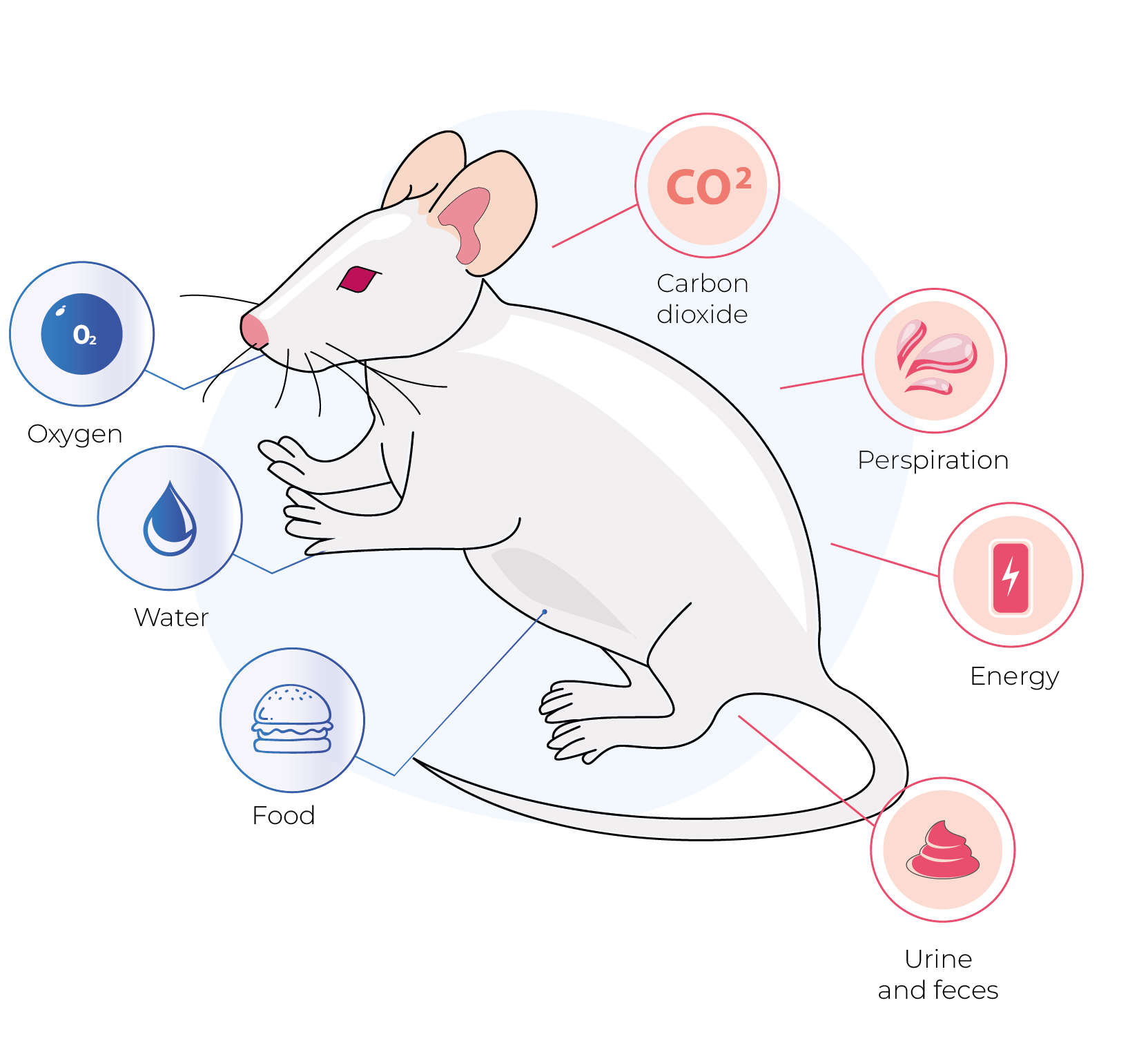 rodent metabolism